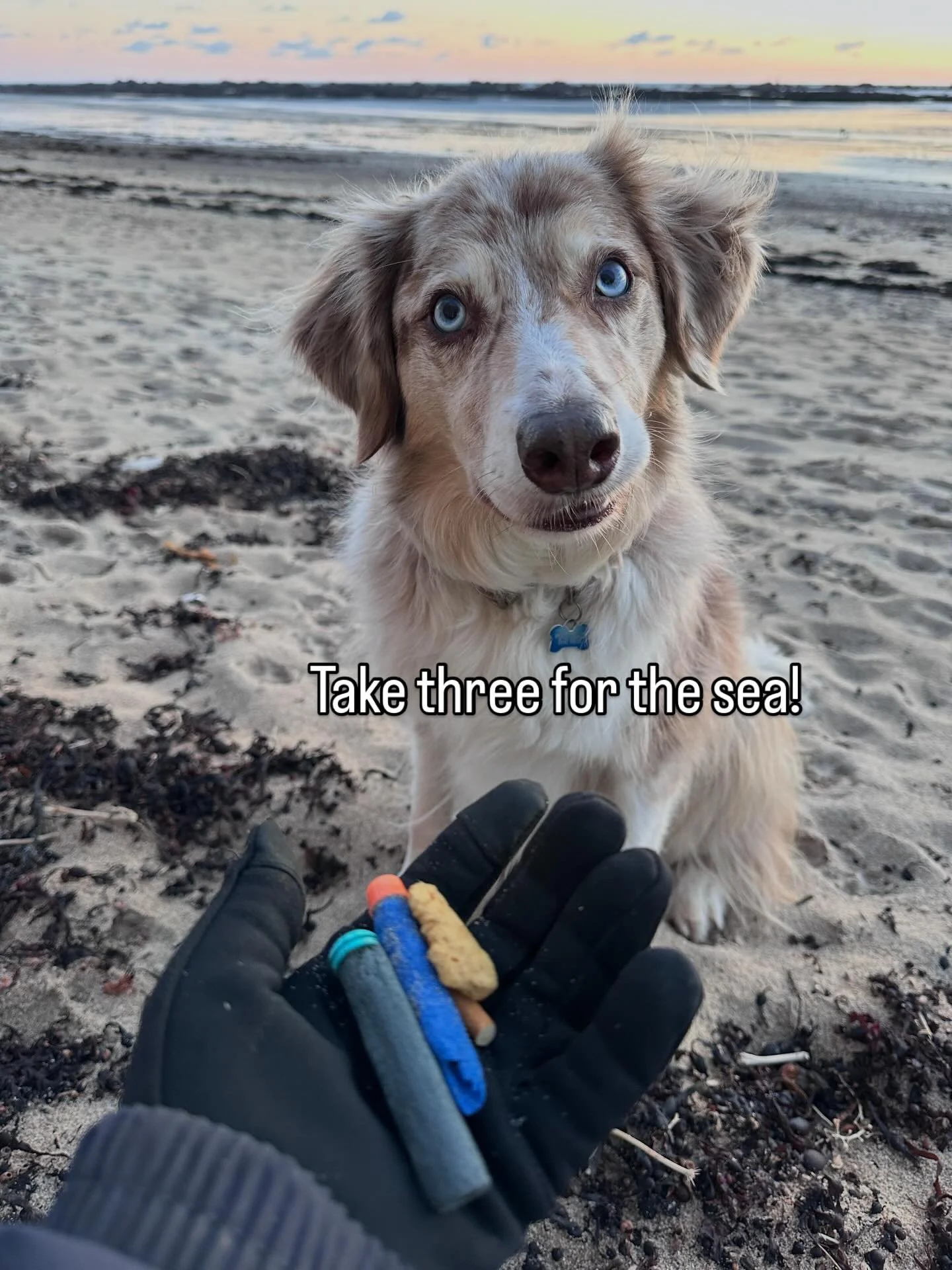 Woody and Sheena doing their part with a walk along the beach, and incorporating a litter pick at the same time 🙌@take3forthesea

As all types of cleanups remove harmful debris (including plastics) from the environment, they all have value and make 