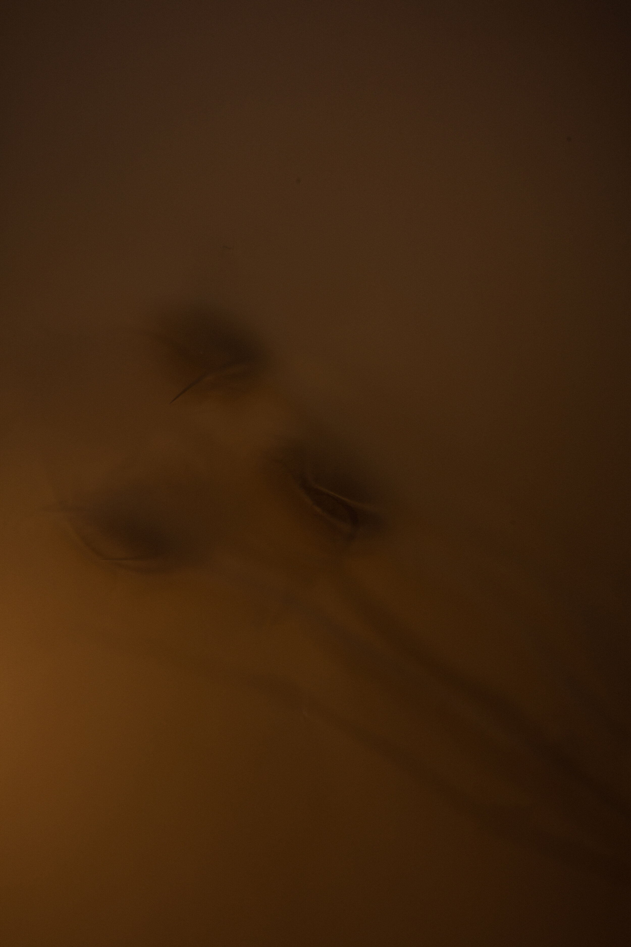 EM_VEIL-07S.jpg