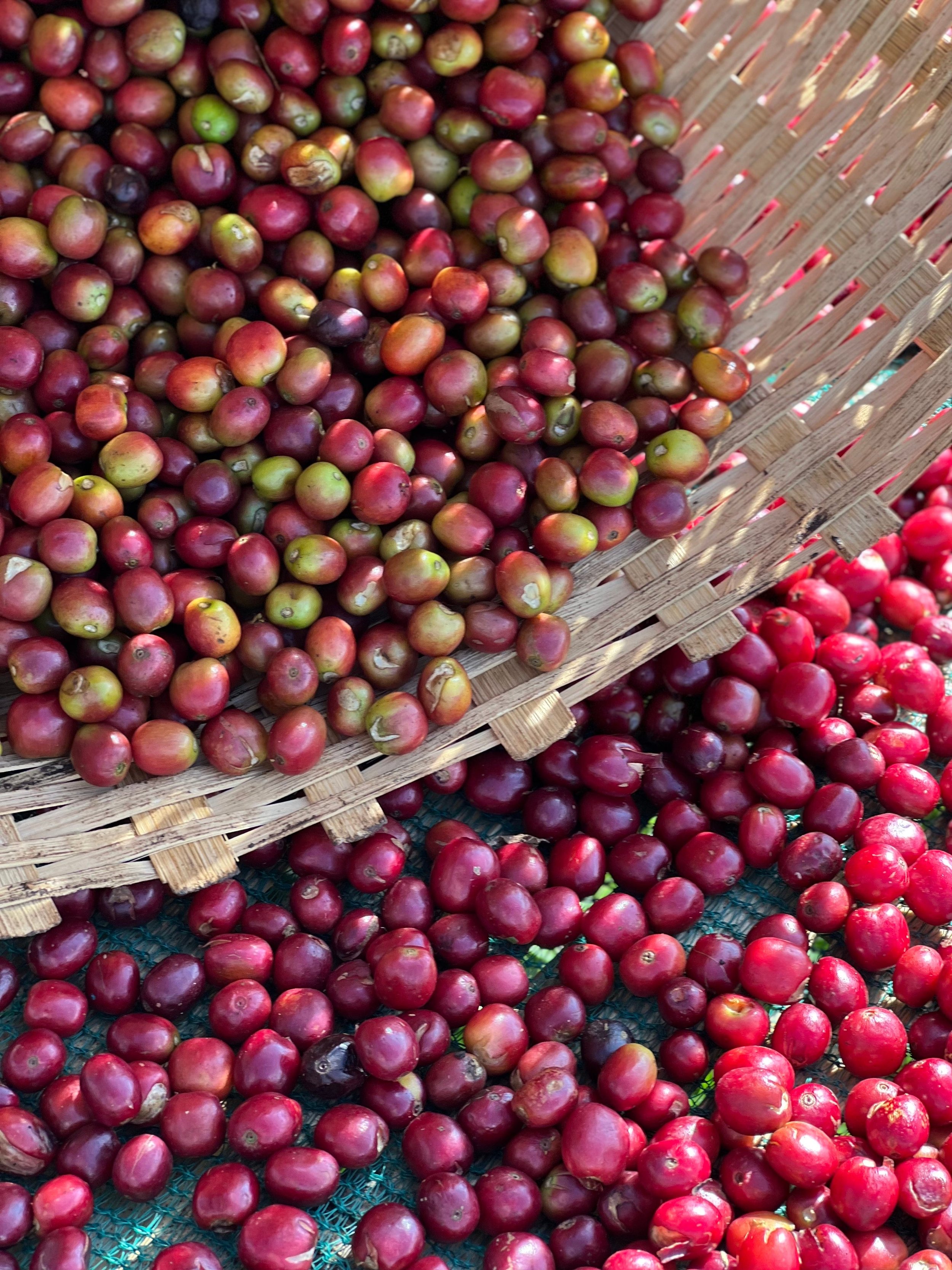 Buku%20Selected%20Cherries.jpg