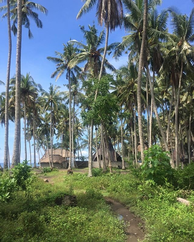 east bali // planting

The first thing I did upon arriving in East Bali was kick off my shoes &amp; run barefoot through the 100-year-old coconut grove which surrounds the property.
.
To have my feet naked to the earth is a luxury these days, living 