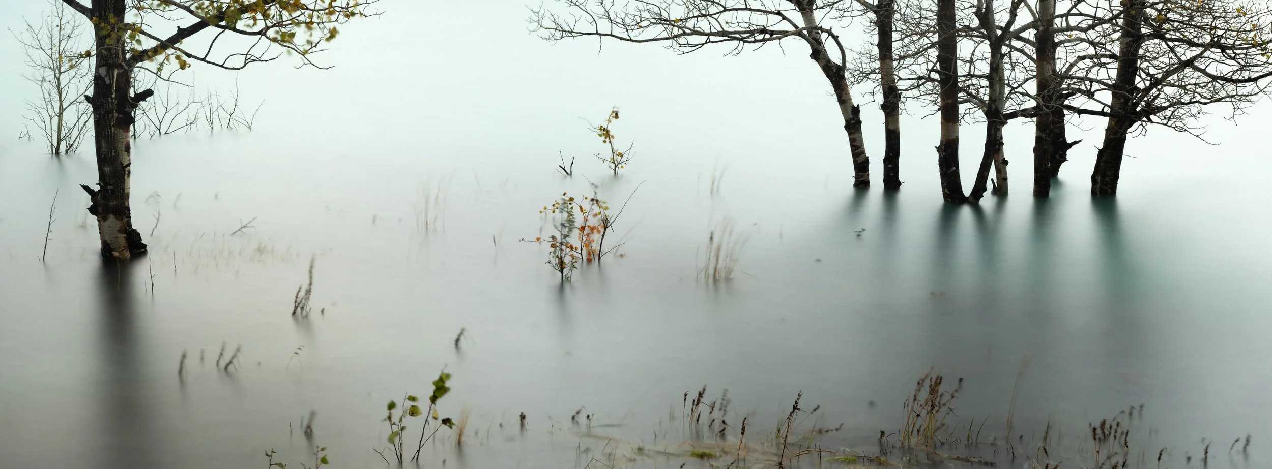 Flooded forest with partially submerged trees and sparse vegetation in muddy water.