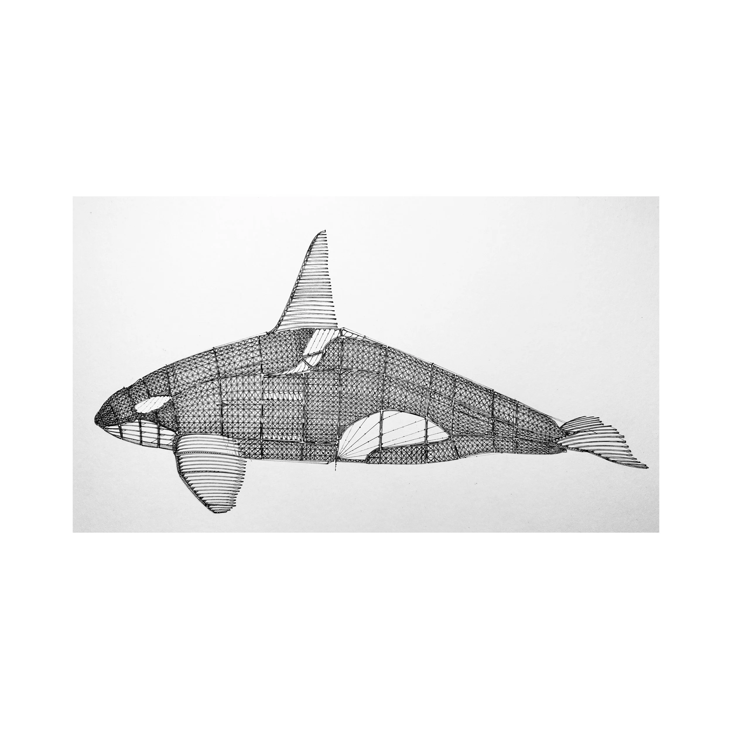 orca con.jpg