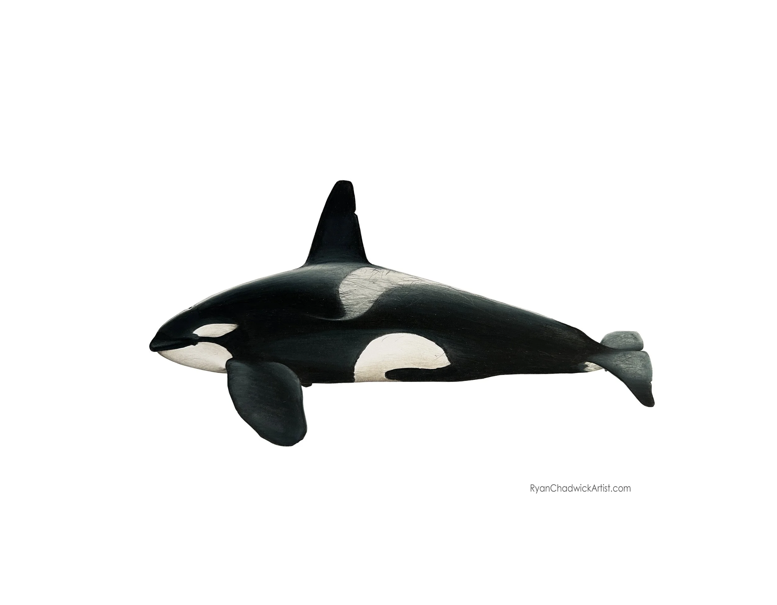 T019B Galiano Biggs Orca small copy.jpg
