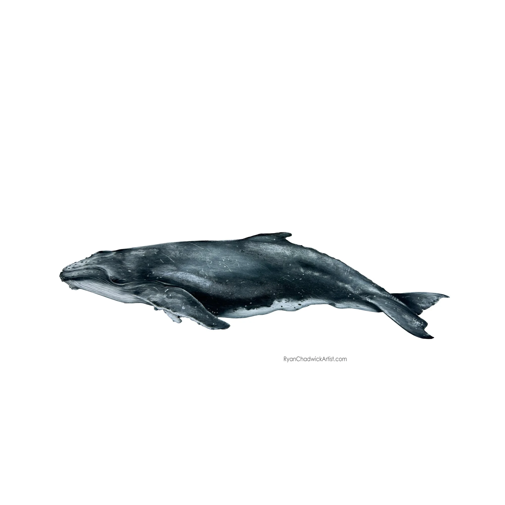 Humpback Calf small.jpg