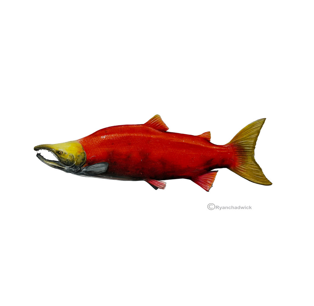 Sockeye Salmon Male — Ryan Chadwick Artist