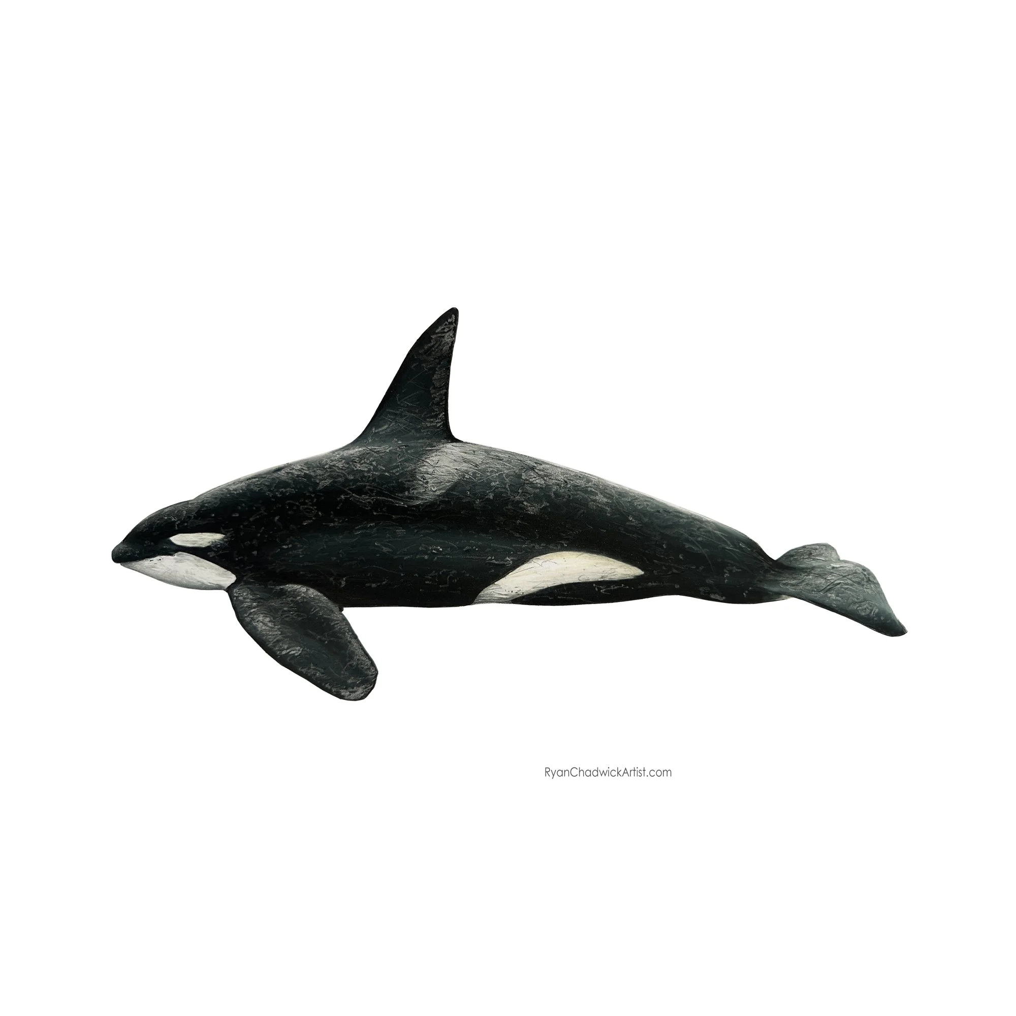 Indonesian Orca Bull small.jpg
