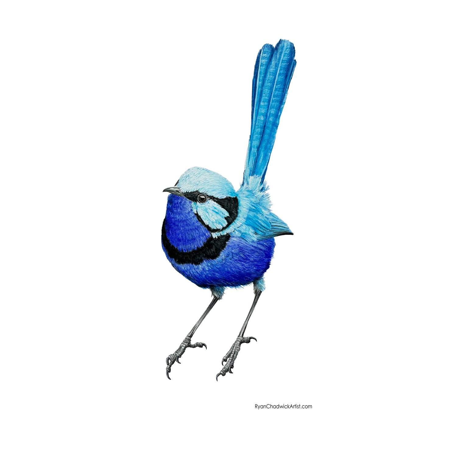 Male Splendid Fairy wren small.jpg