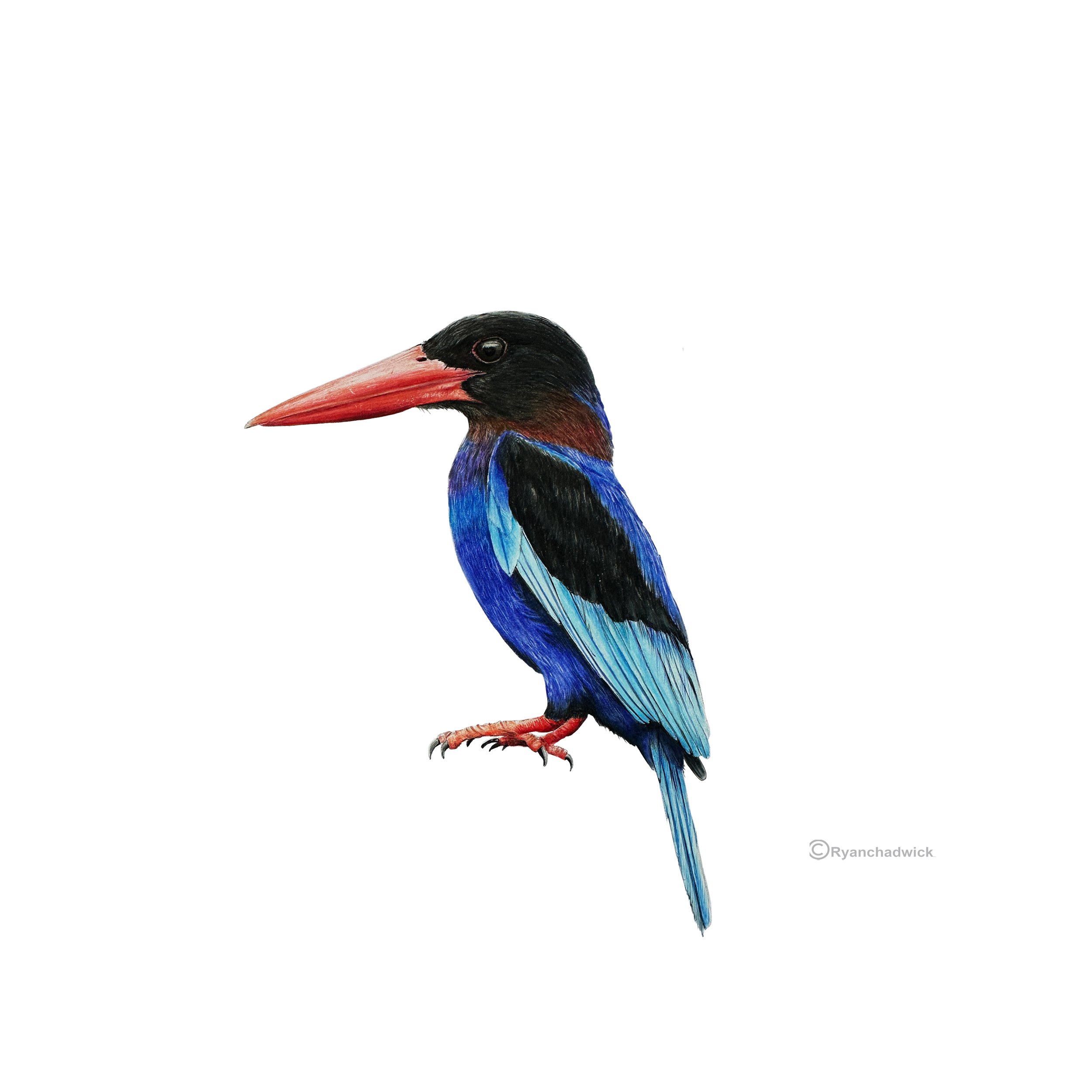Javan Kingfisher small.jpg