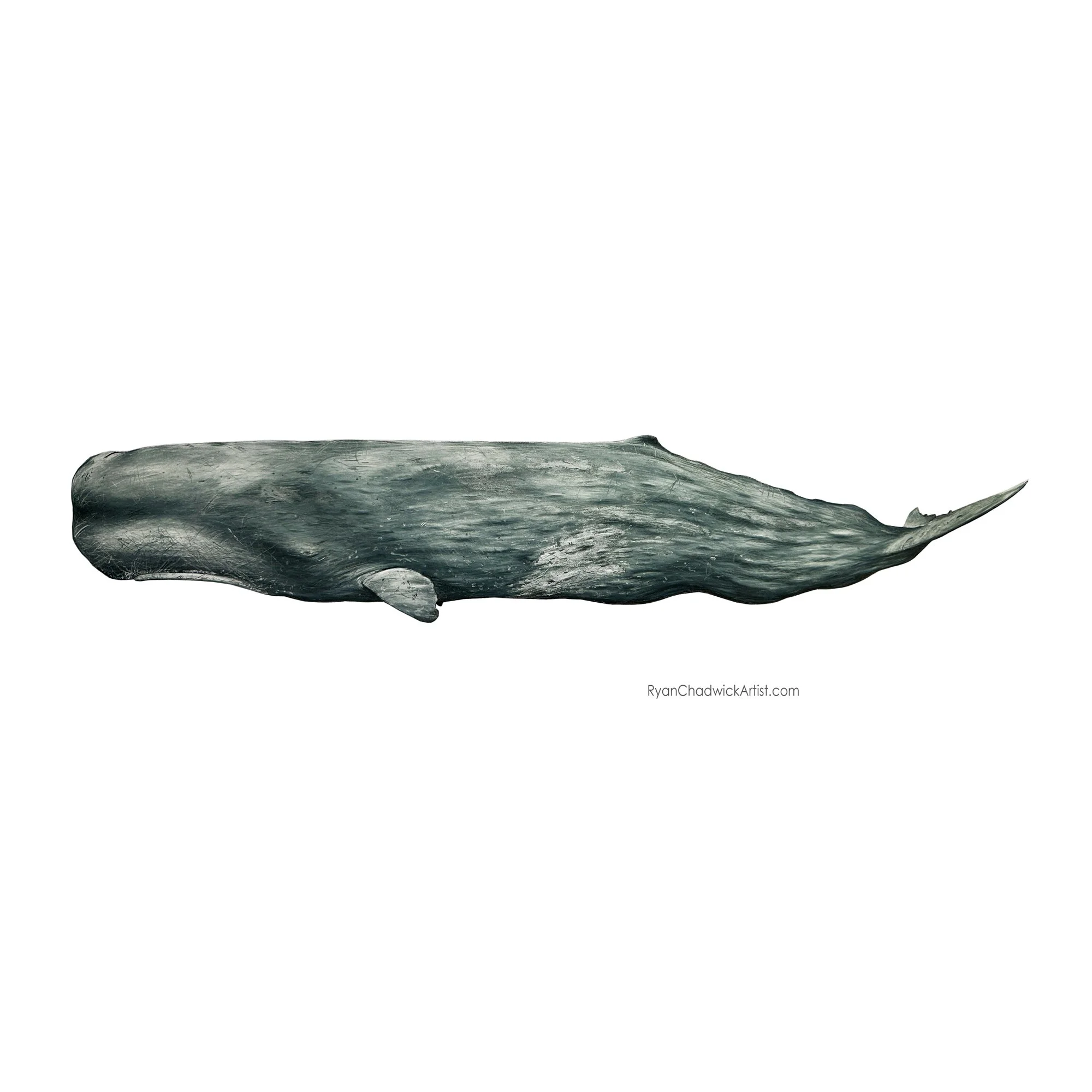 Sperm Whale Bull