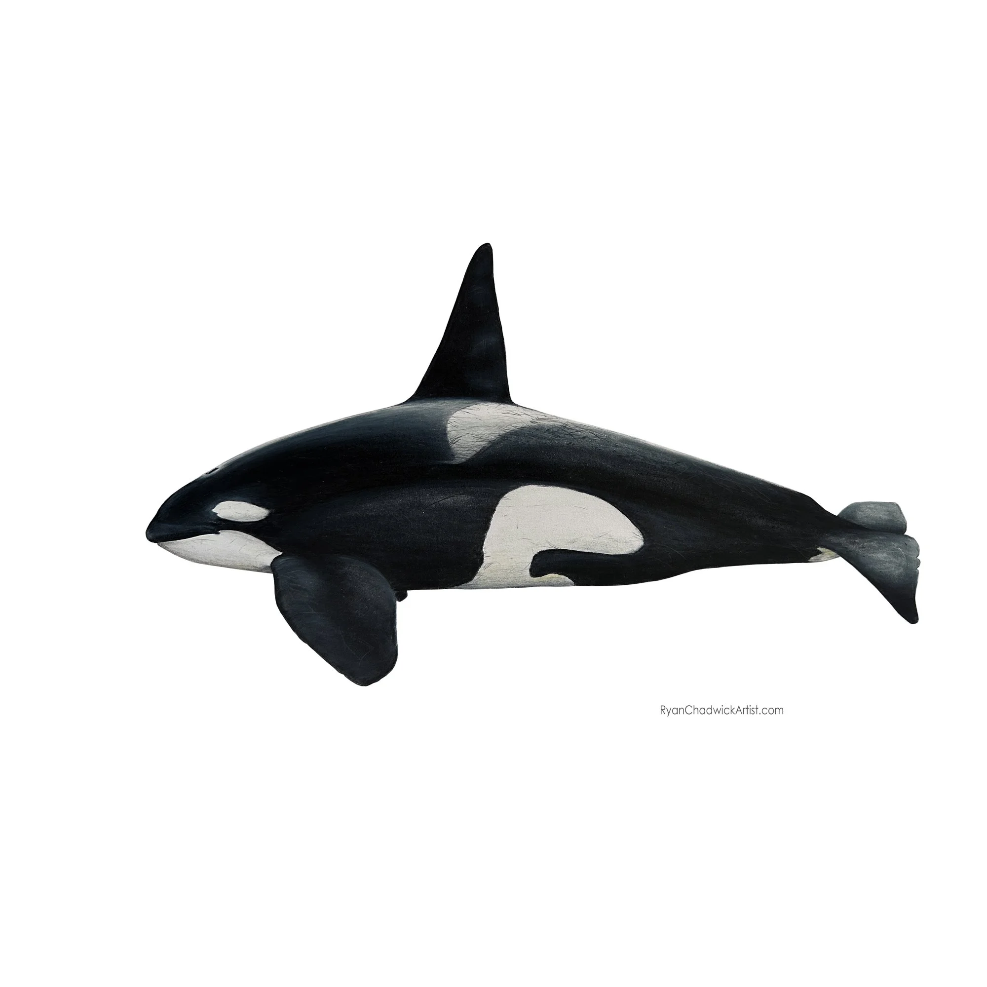 Untitlerd-2 copy.jpg