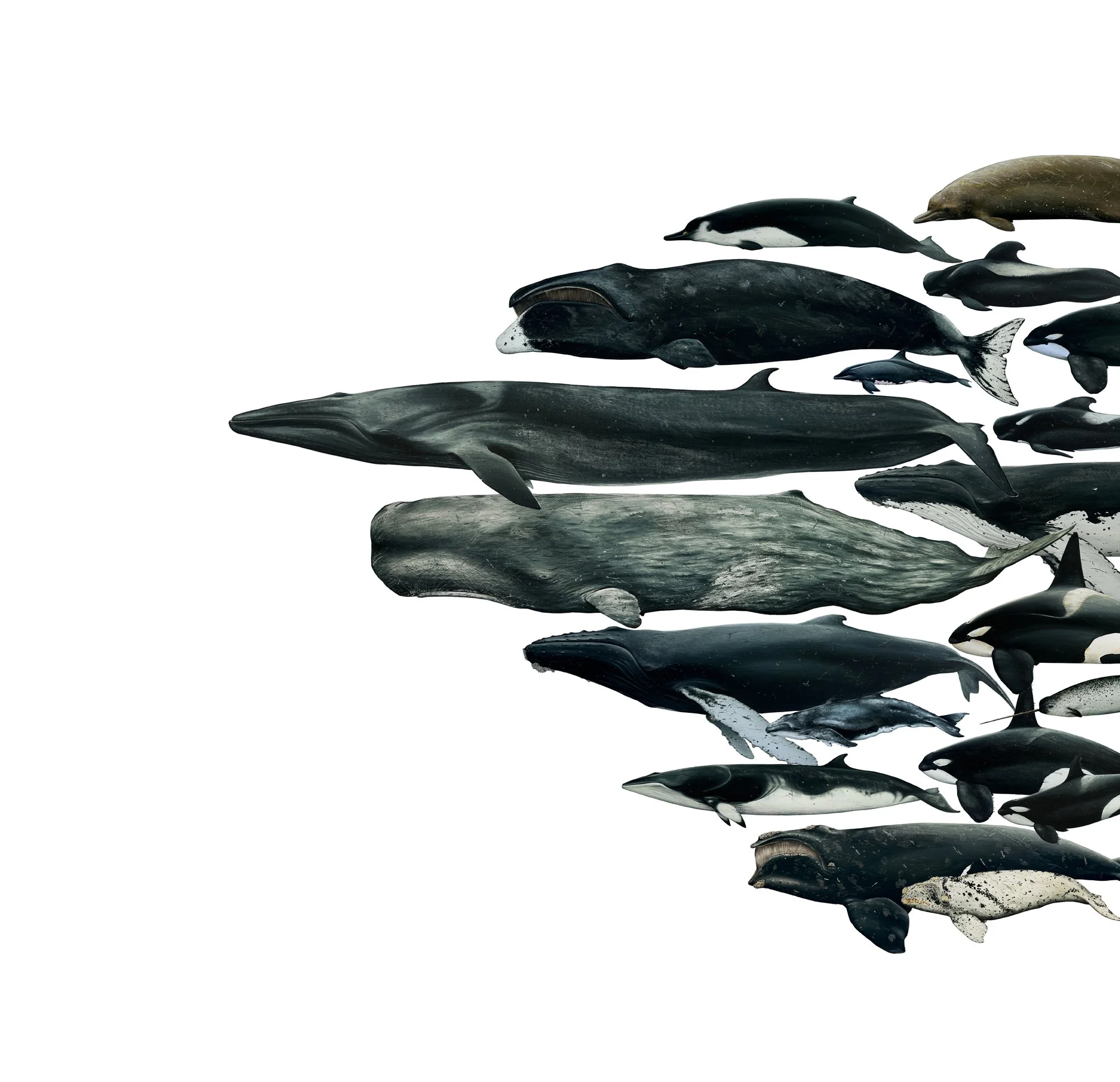 ocean giants 1small.jpg