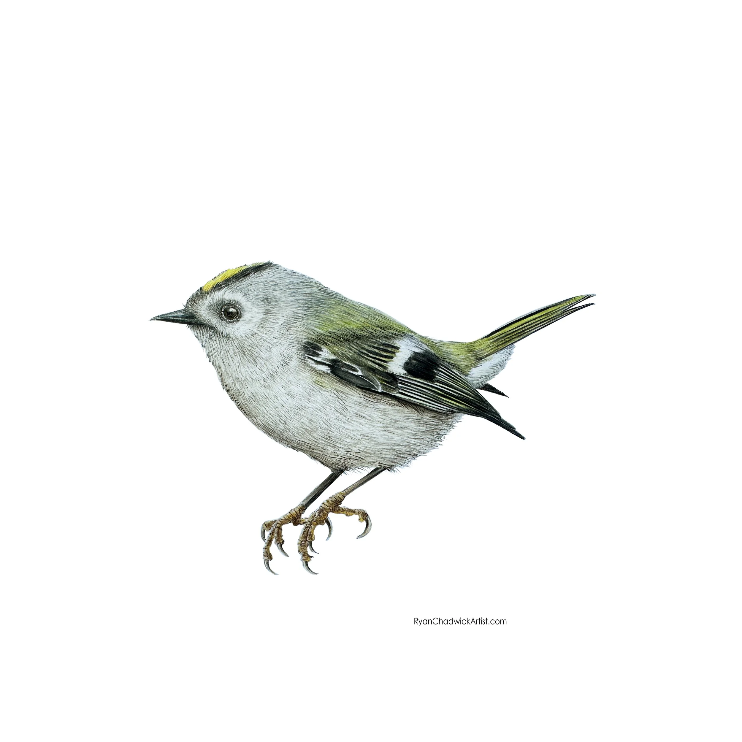 Goldcrest 2025 copy.jpg