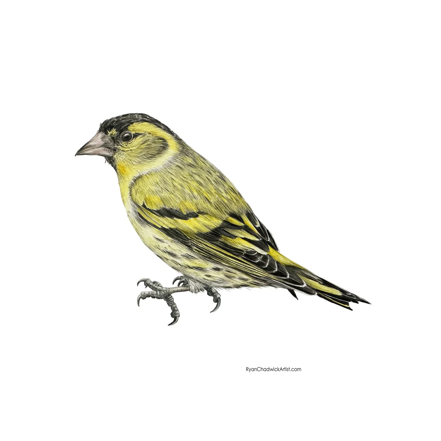 Male Siskin small.jpg