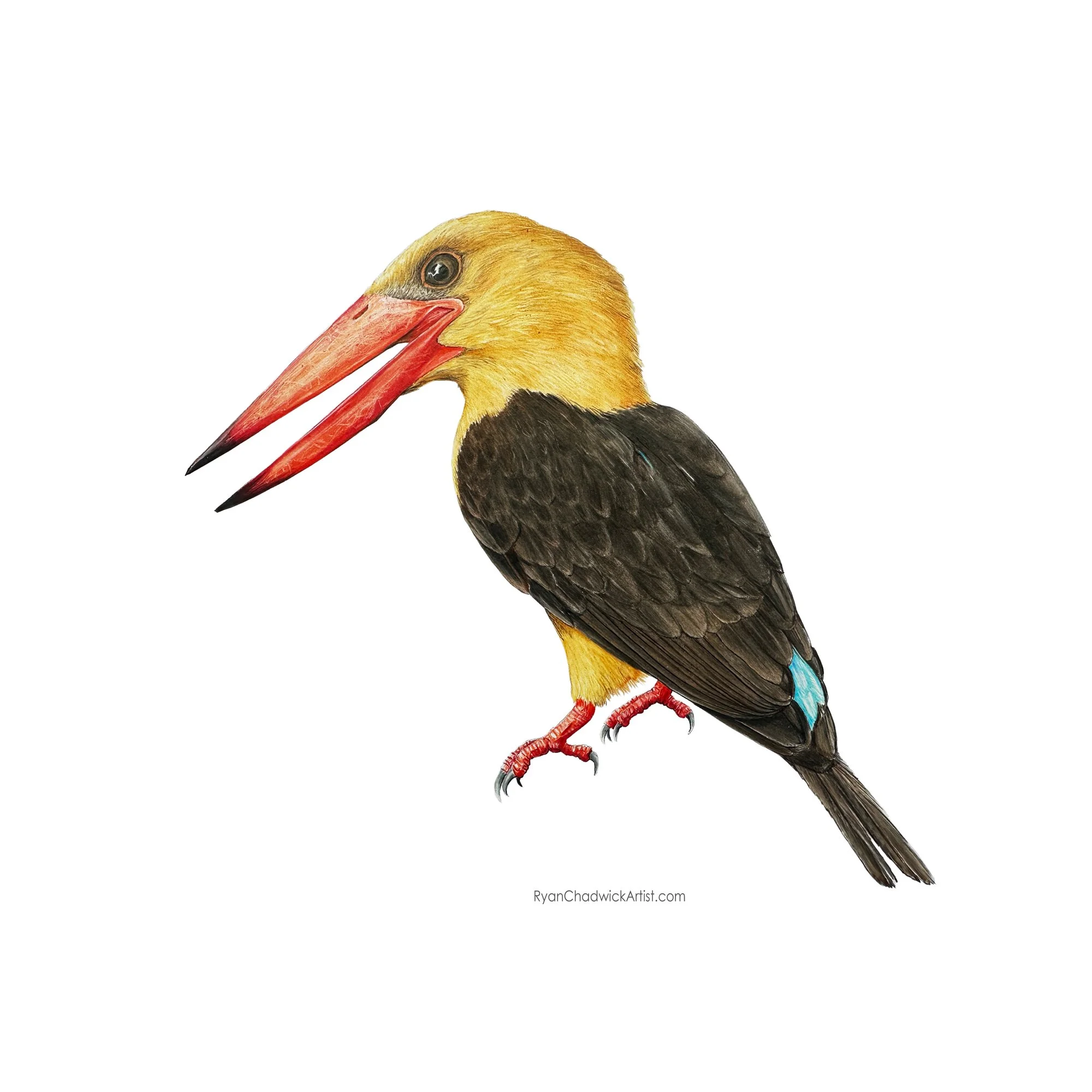 brown winged kingfisher 2026 small.jpg