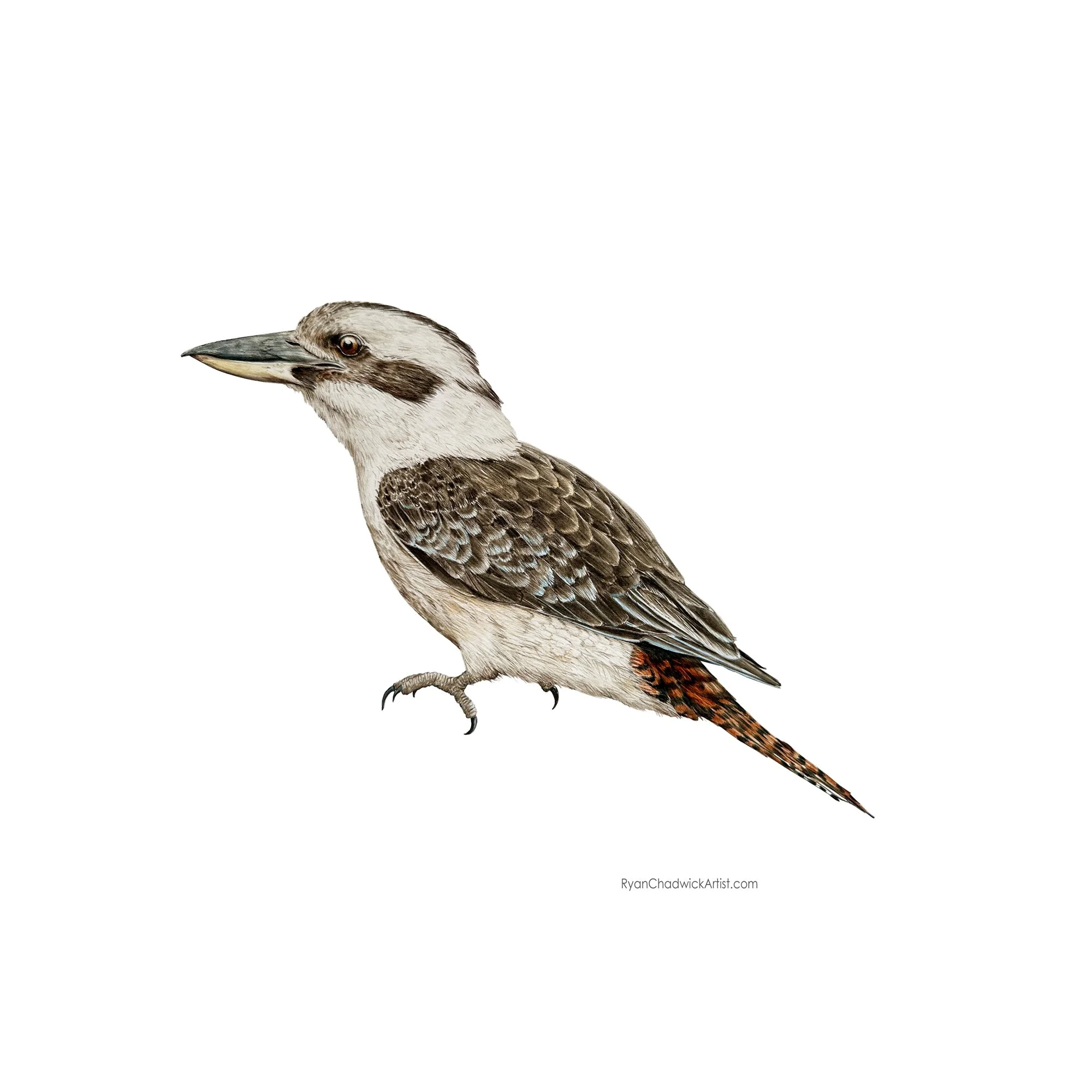 laughing Kookaburra small.jpg