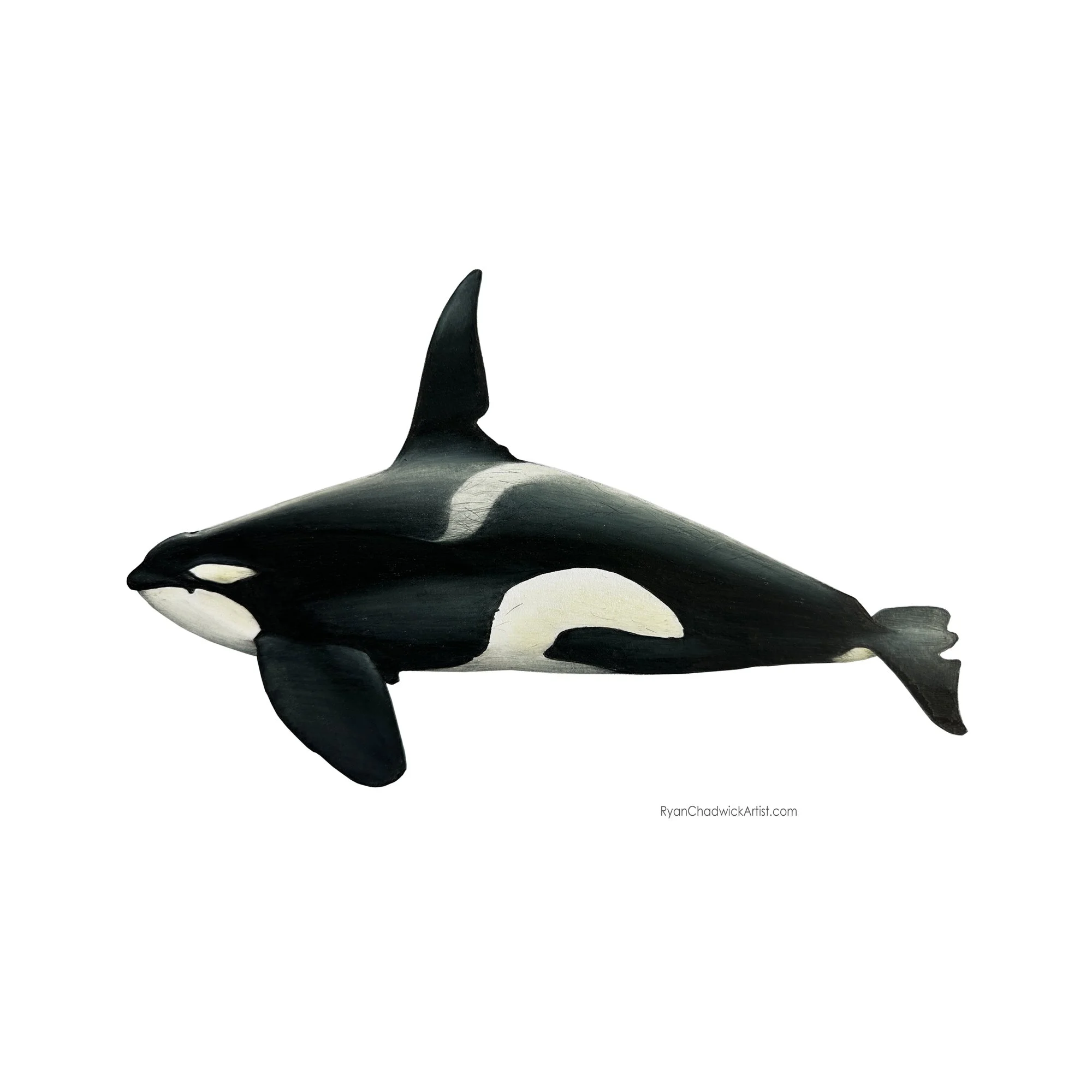 W01 John Coe 2026 SMALL.jpg