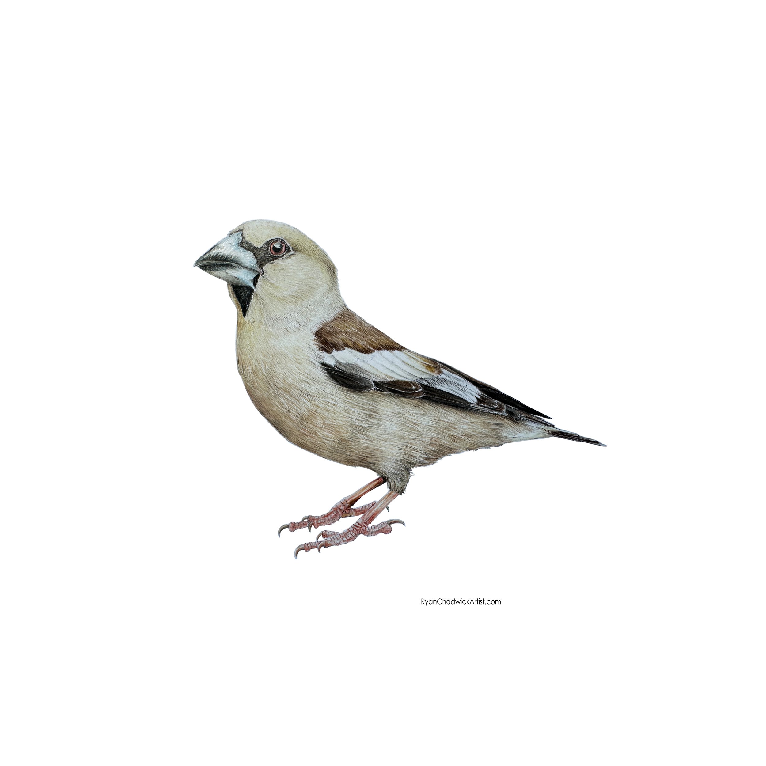 Female Hawfinch small.jpg