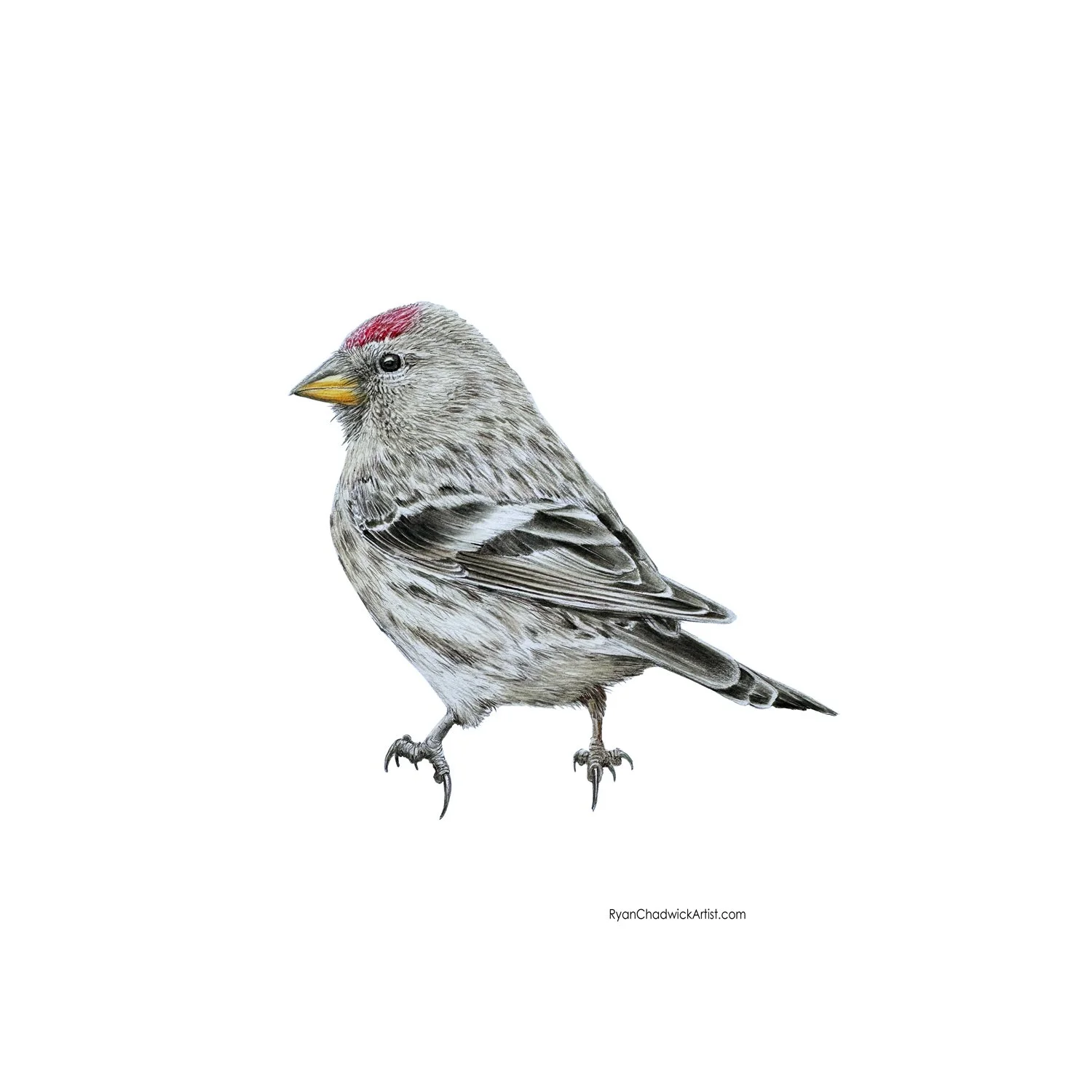 Lesser Redpoll small.jpg
