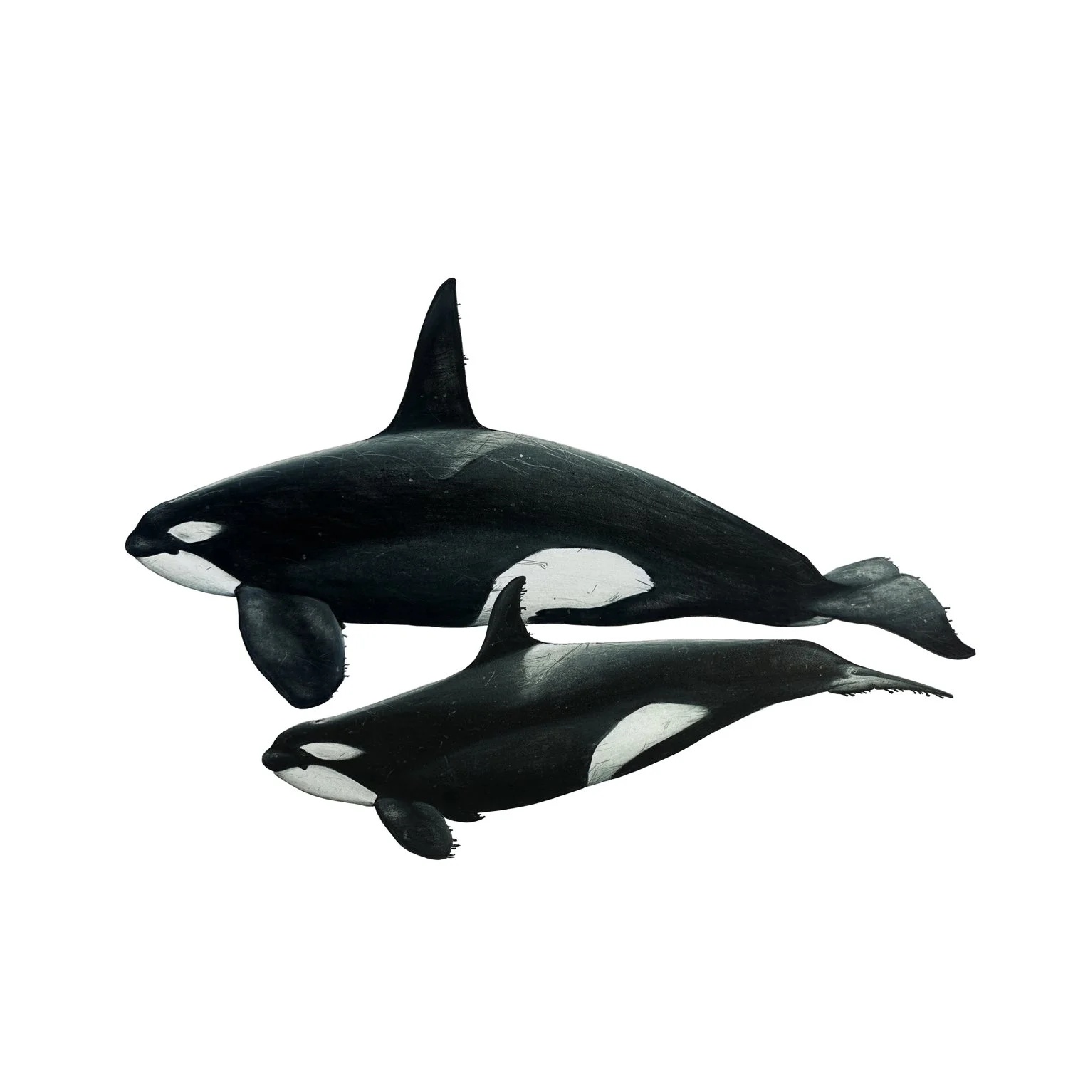 Eastern Tropical Pacific Male & Female Orca Print