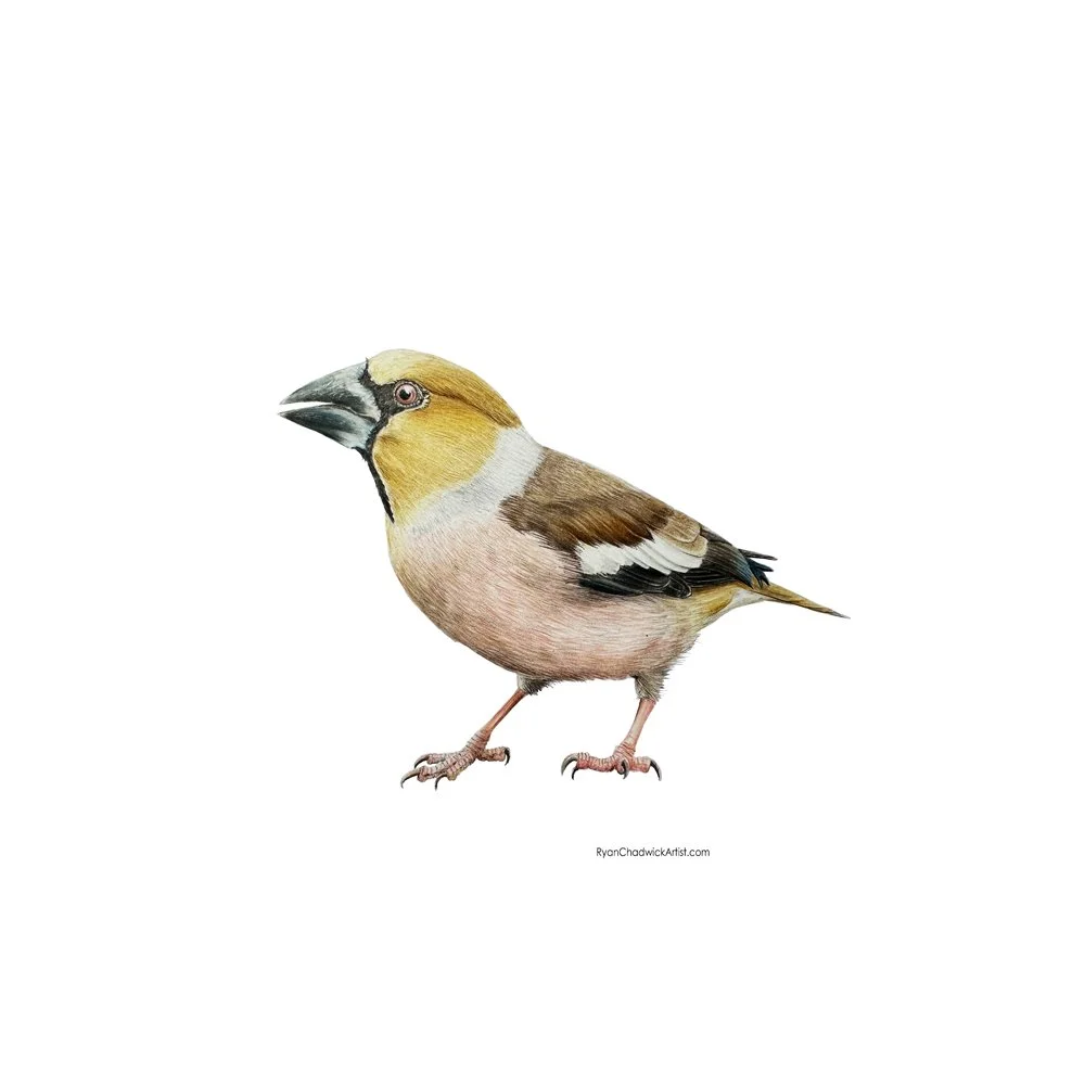 Male Hawfinch small.jpg