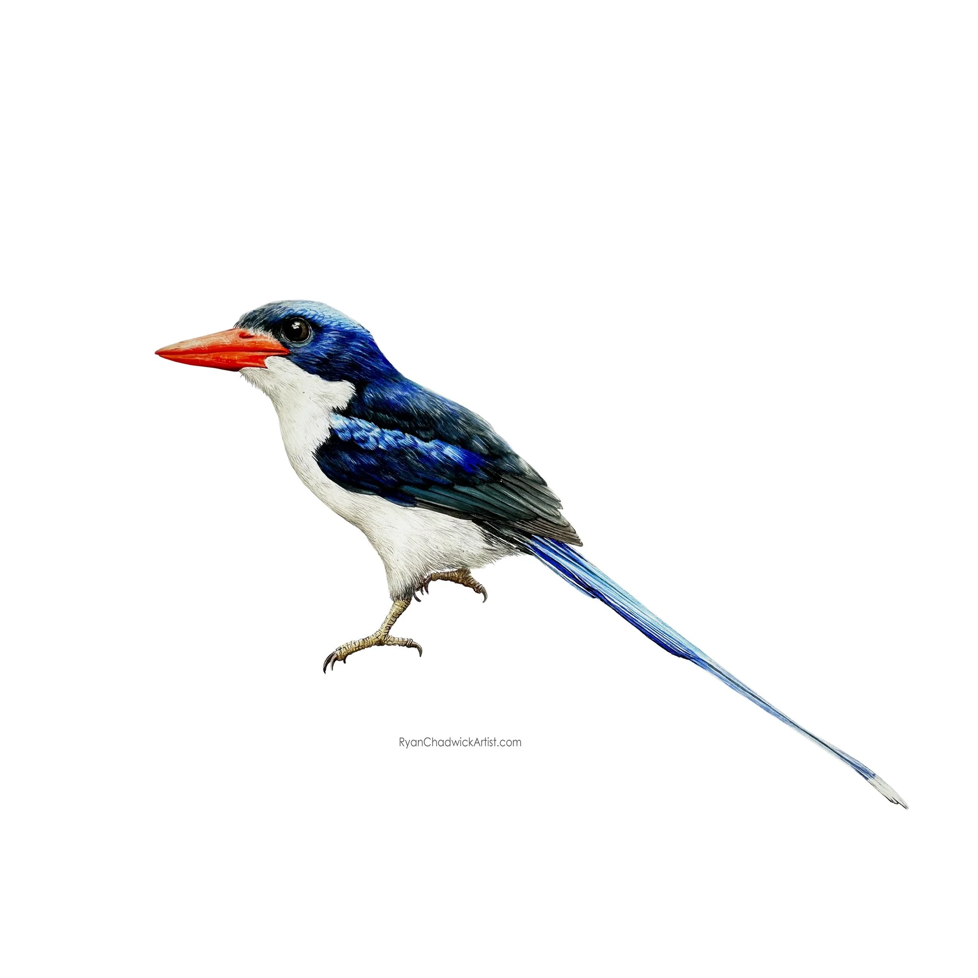 Common Paradise Kingfisher small.jpg