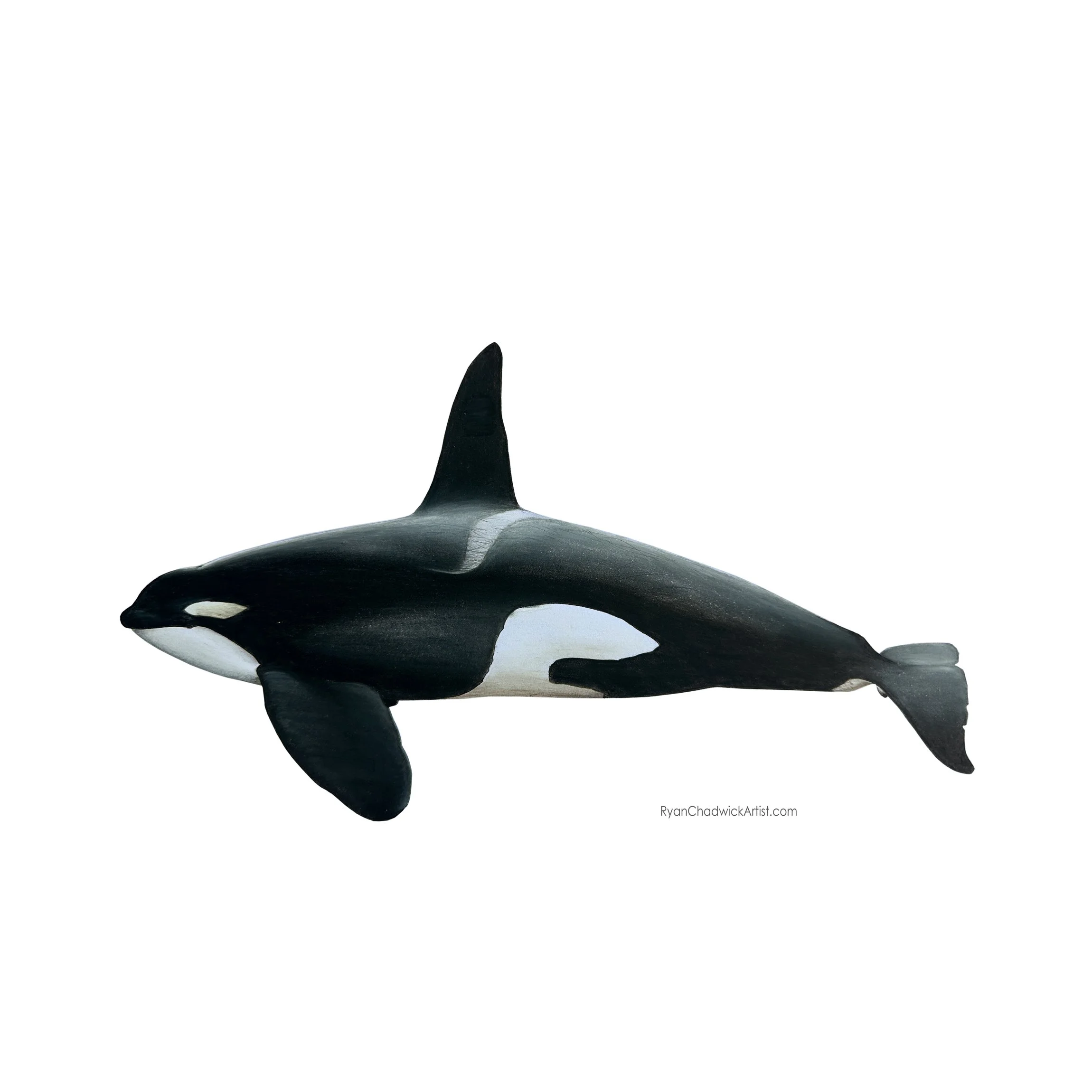W08 Aquarius North Atlantic Type 2 Orca