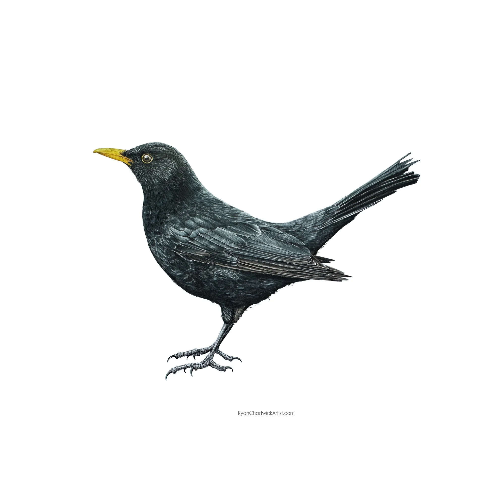 Male Blackbird 2026 small.jpg