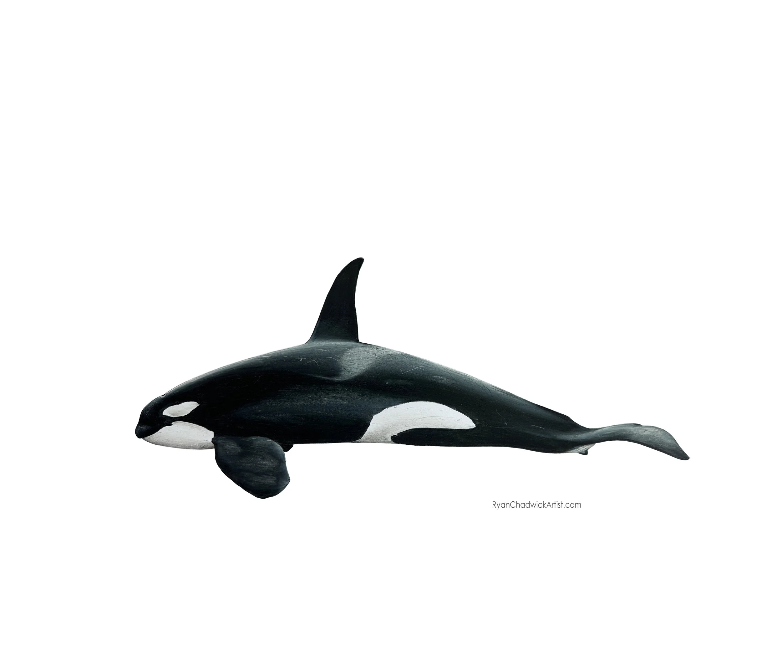 Adolescent ETP Orca Male small.jpg