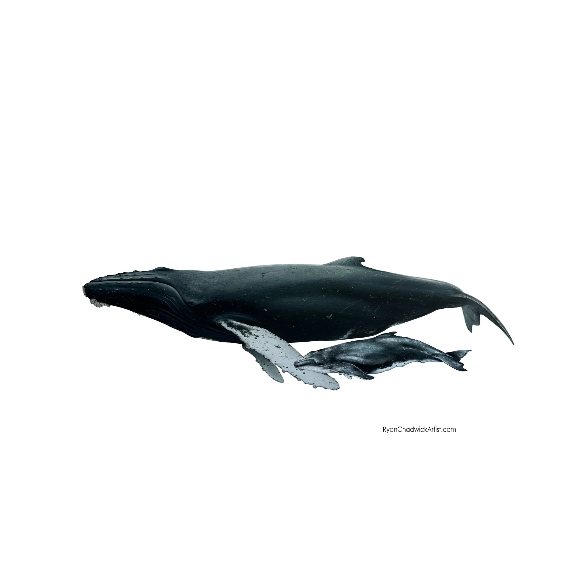Atlantic Humpback 2024 w calf small.jpg
