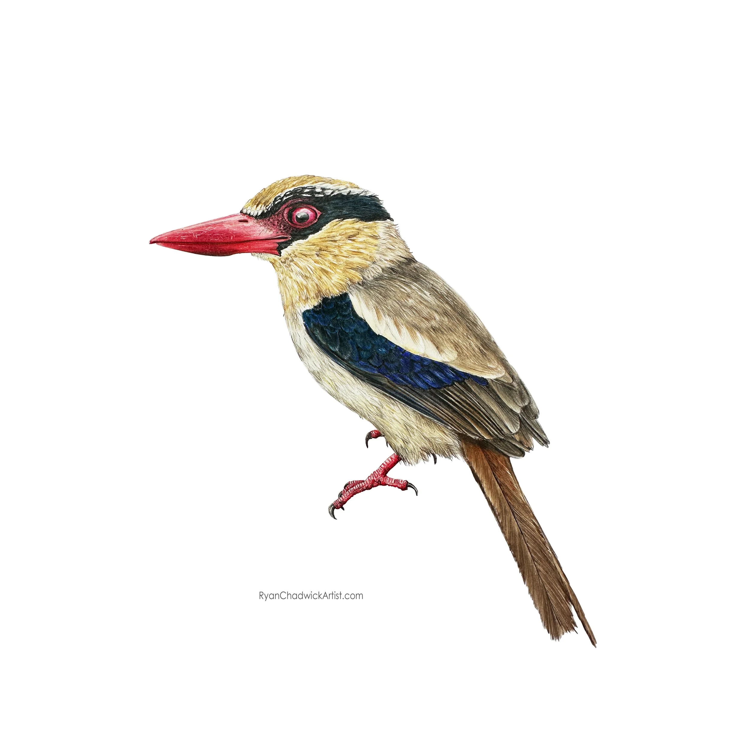 Sulawesi lilac kingfisher small.jpg