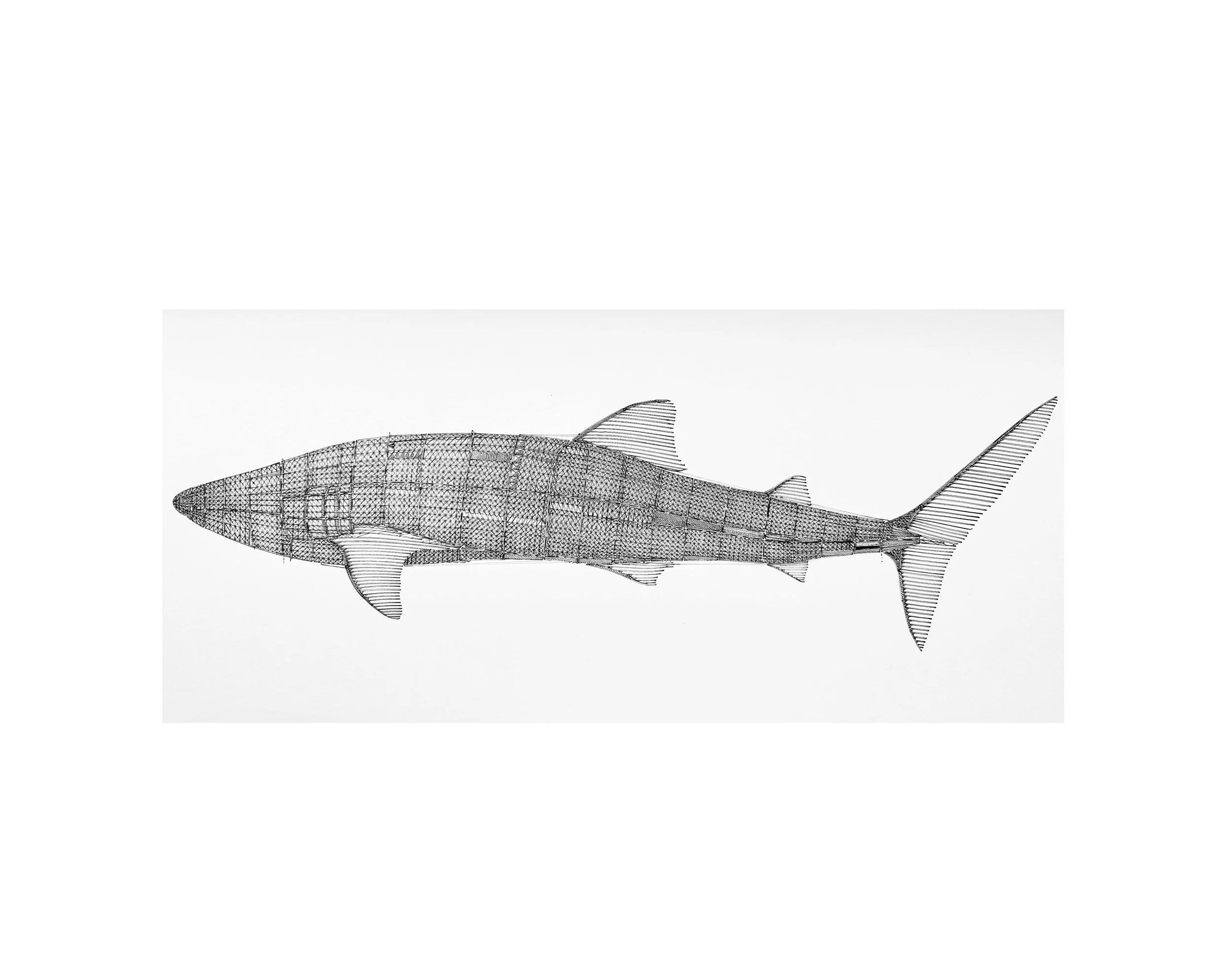 whale shark.jpg