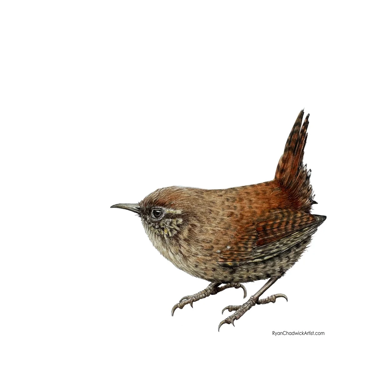 Eurasian Wren Japan 25 small.jpg