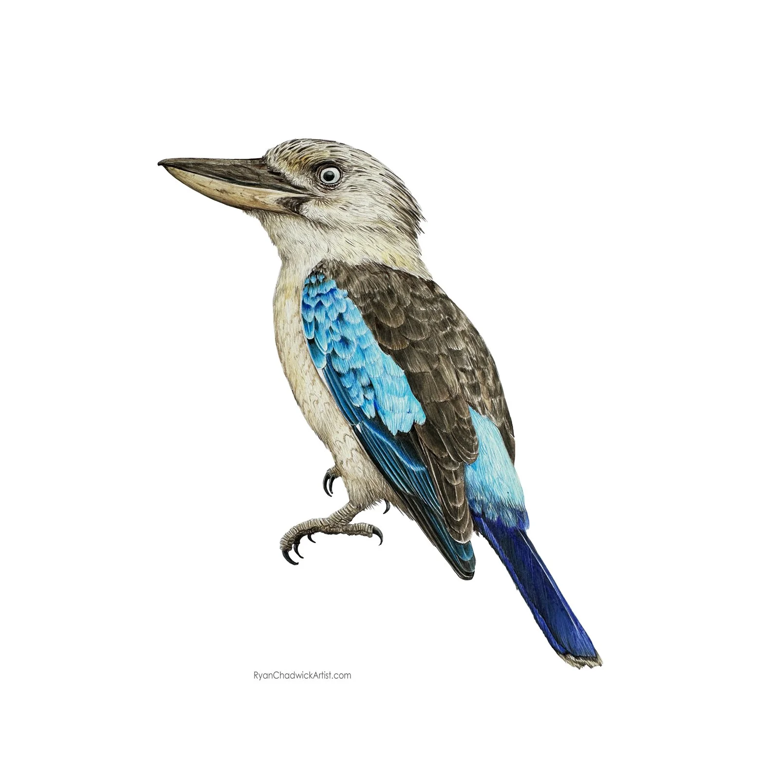Blue Winged Kookaburra - male small.jpg