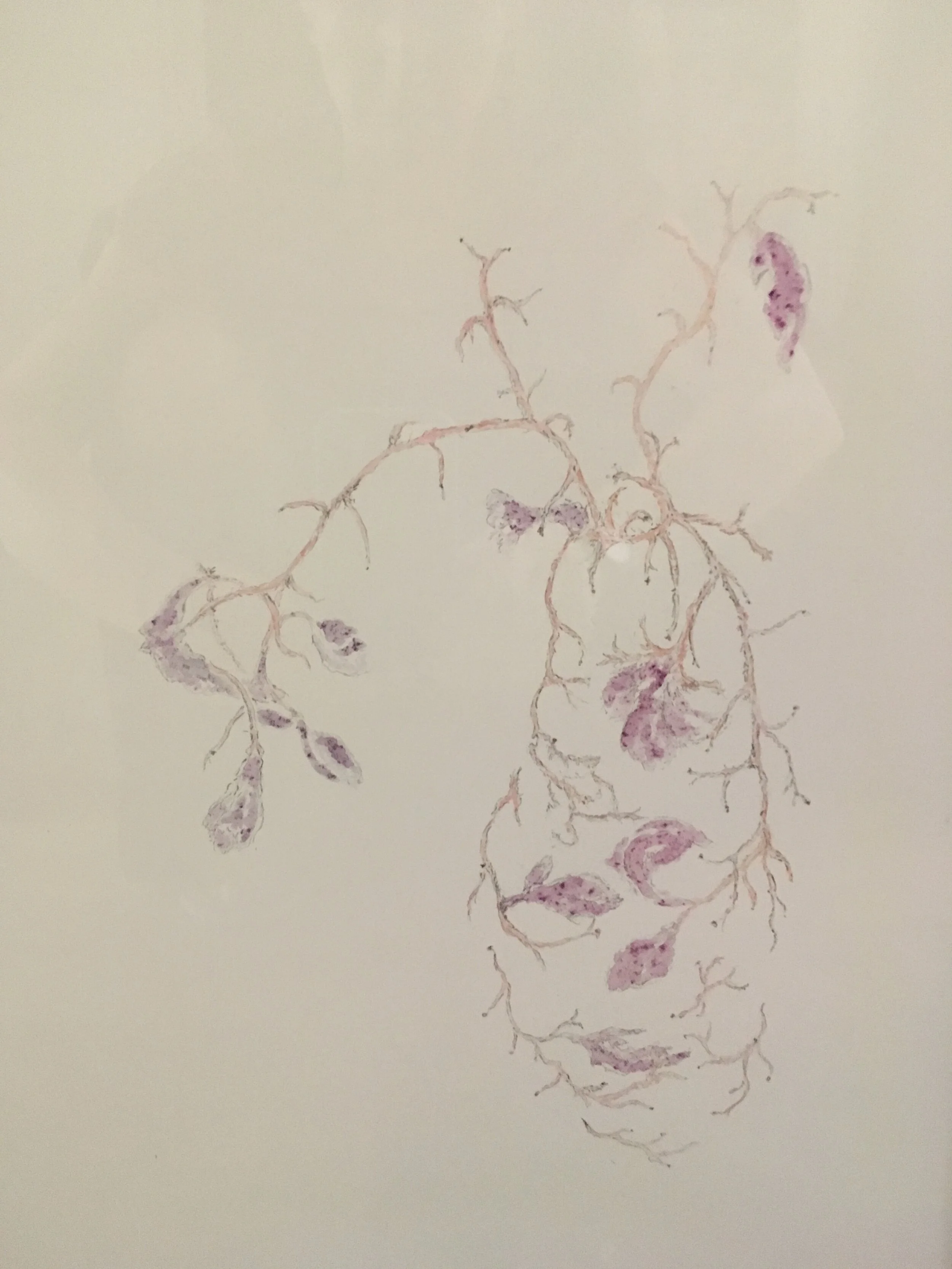 Ipomoea Study 01 pencil drawing and painting with Morning Glory extract from Sainsbury Laboratory 39 x 30 cm, 2018