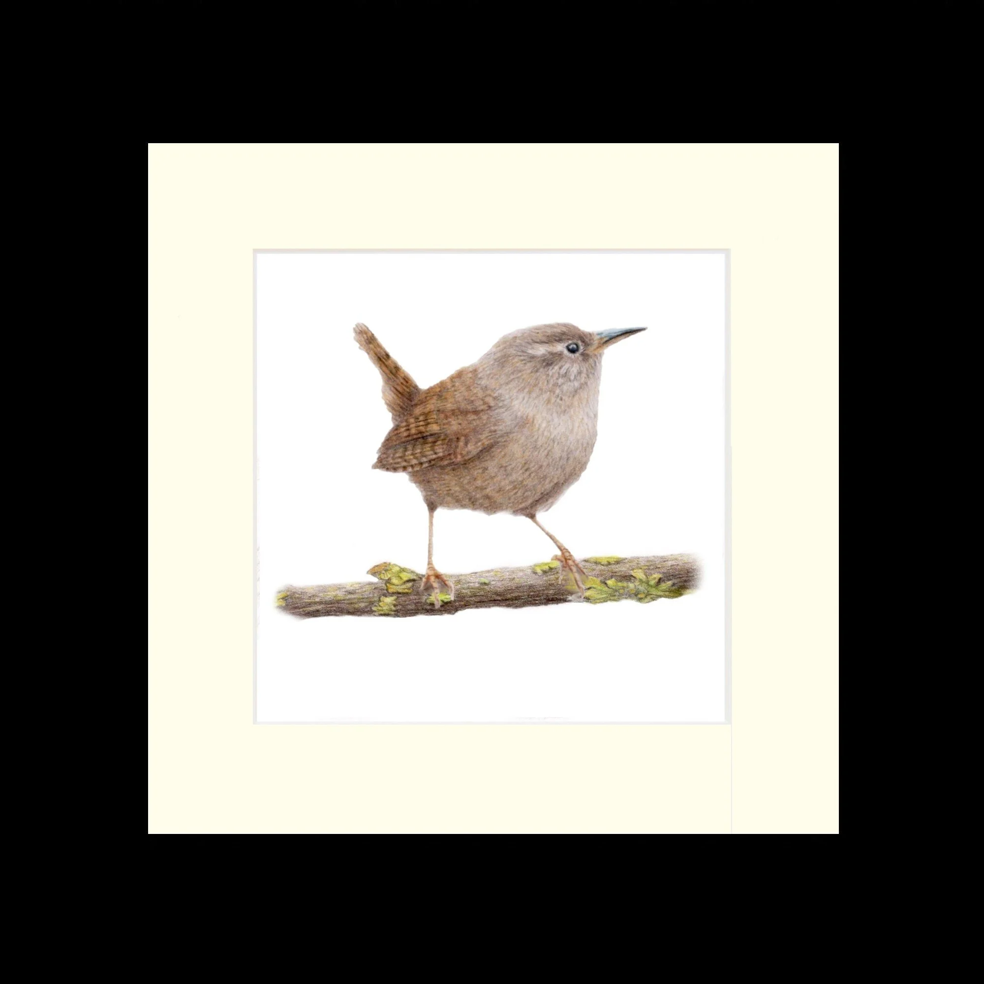 wren black frame.jpg