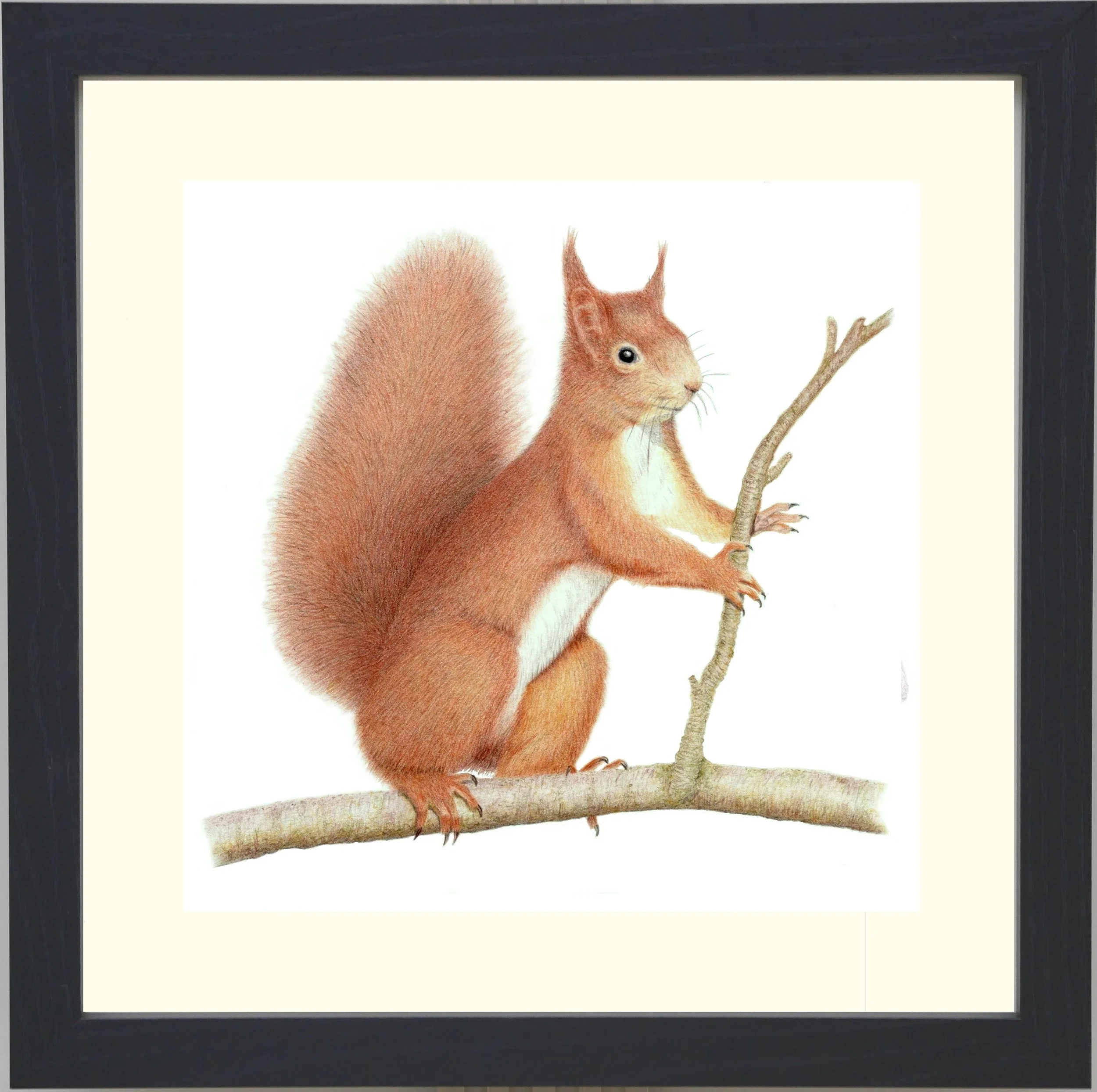 Red Squirrel Framed.jpg