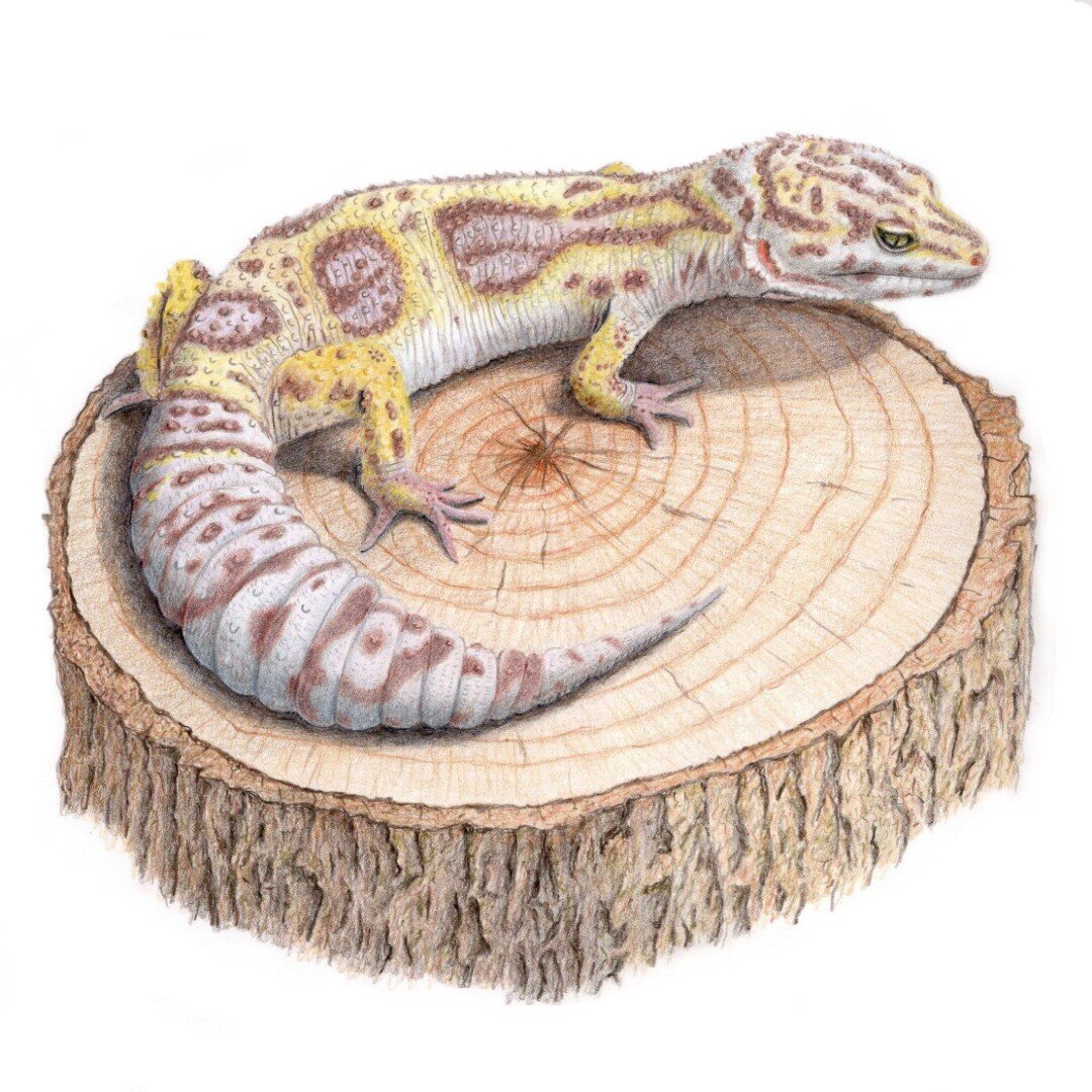 This is Mango the Gecko.
Thank you to Kate @proseccoandrubies  for the opportunity to draw this commission, I loved creating it.

#gecko #geckoart 
#colouredpencils #colouredpencil 
#petportrait 
#ukcps