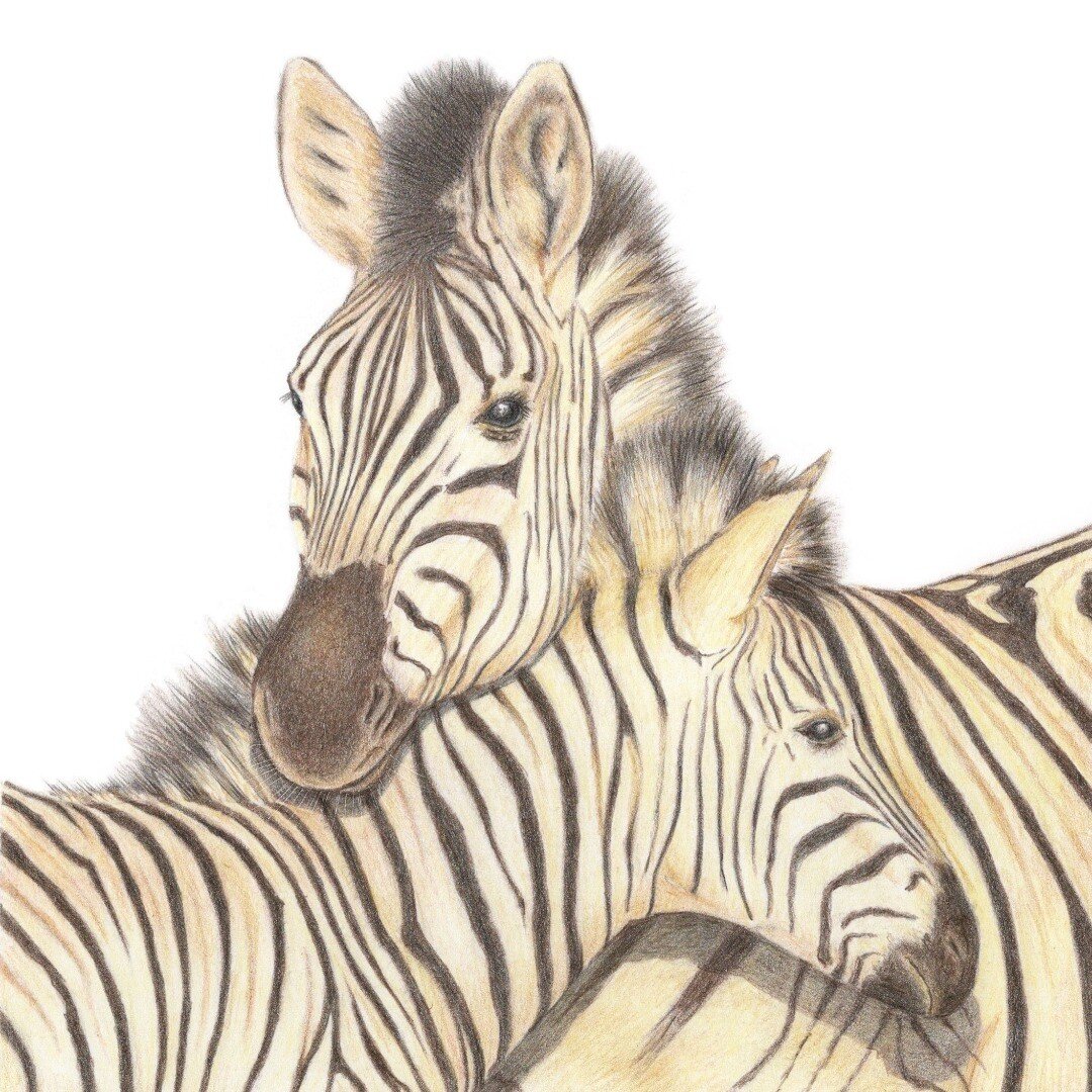 I really loved drawing these guys, hope you like it 

#zebra #zebraart #wildlifeconservation #wildlifeart 
#colouredpencils #colouredpencildrawing #colouredpencilart 
#ukcps