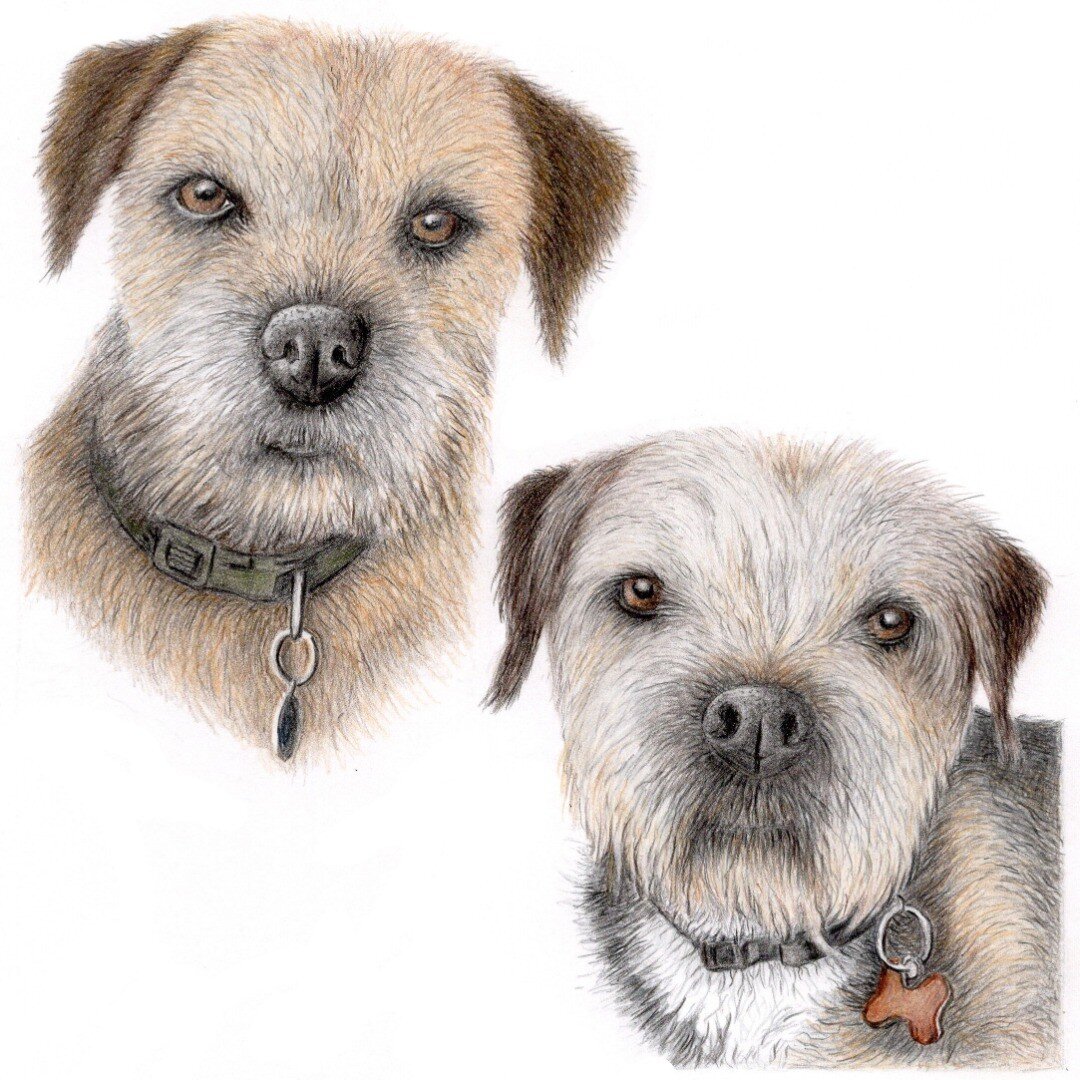 I've been really privileged to have some fantastic pets to draw.
This is another I finished recently, Jasper and Harvey, a couple of lovely border terriers.
#dogart #petportrait #borderterrier 
#colouredpencils  #colouredpencilart 
#ukcps