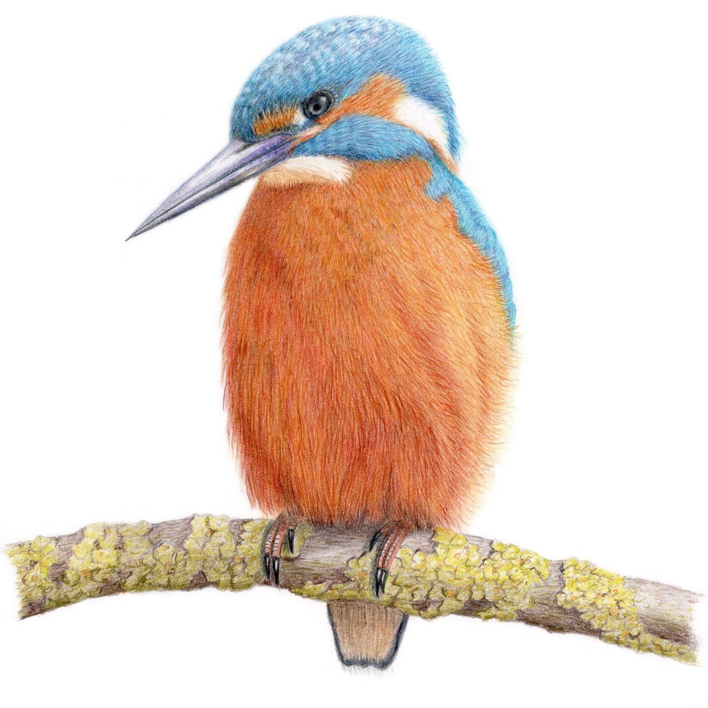 A young Kingfisher, hope you like him.

#kingfisher #kingfisherart 
#colouredpencils #colouredpencilart #colouredpencildrawing #coloredpencils 
#wildlifeart #ukcps