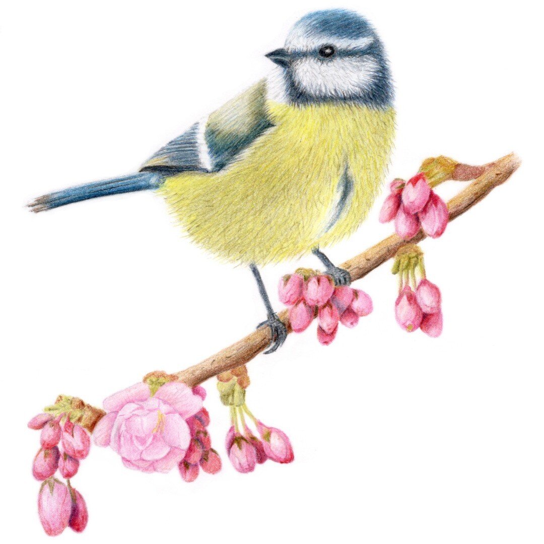 Pretty in Pink, really enjoyed drawing this beautiful little bird
#bluetit 
#birdart 
#colouredpencils 
#ukcps