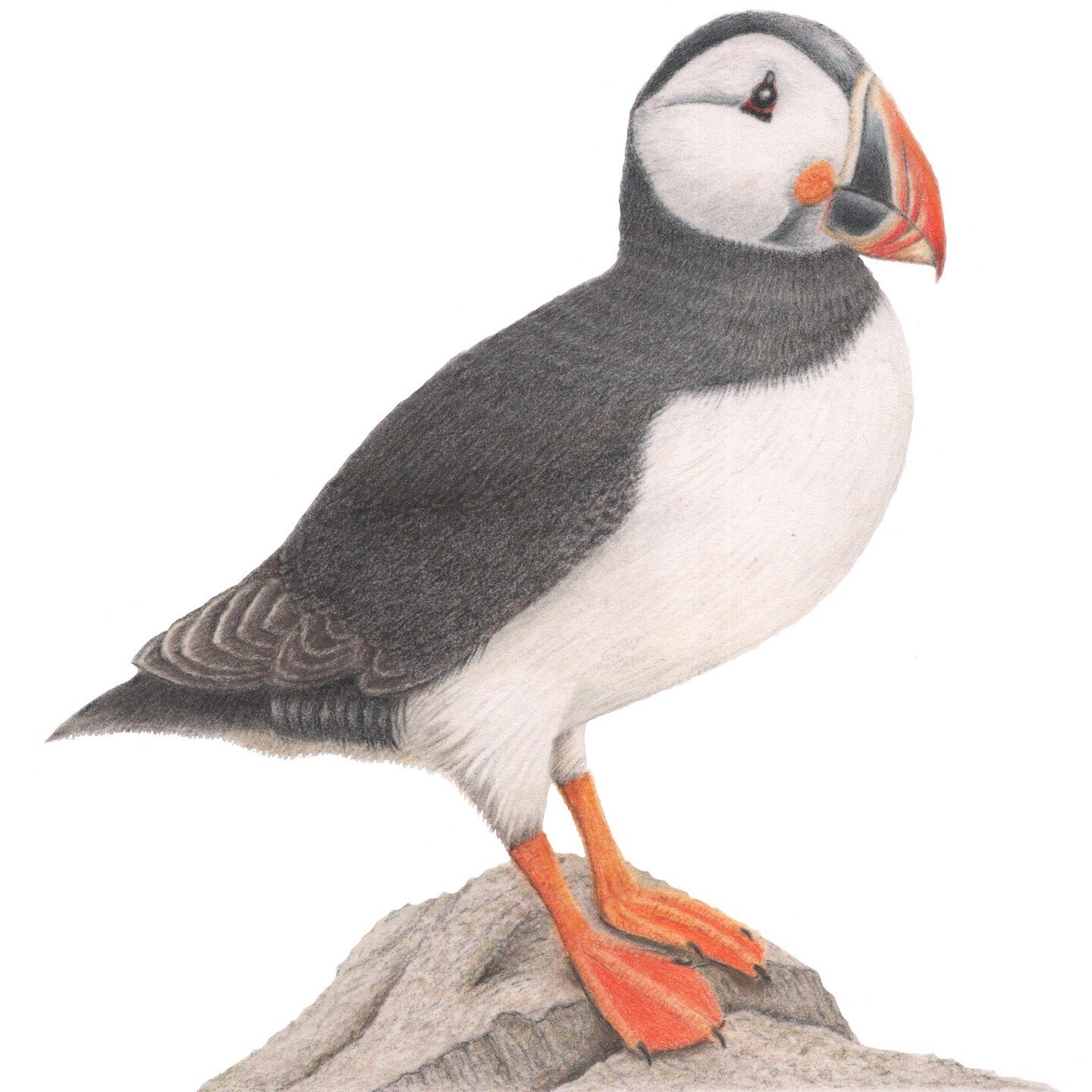 I've not been posting much for a while as I've been working on a number of commissions for Christmas but managed to fit in this little guy in between.

Hope you like him.

#puffin #puffinart #seabirds #colouredpencils #ukcps