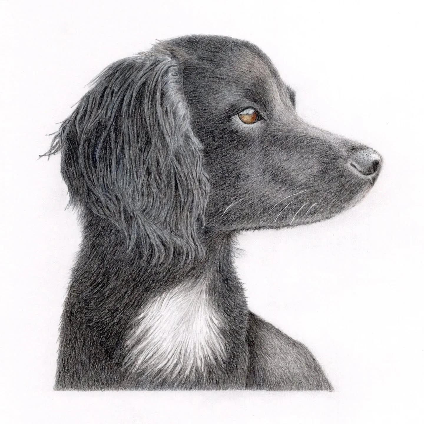 This is Maggie, a beautiful dog I had the pleasure of drawing as a commission. 
#petportrait #cutedog #colouredpencil #ukcps