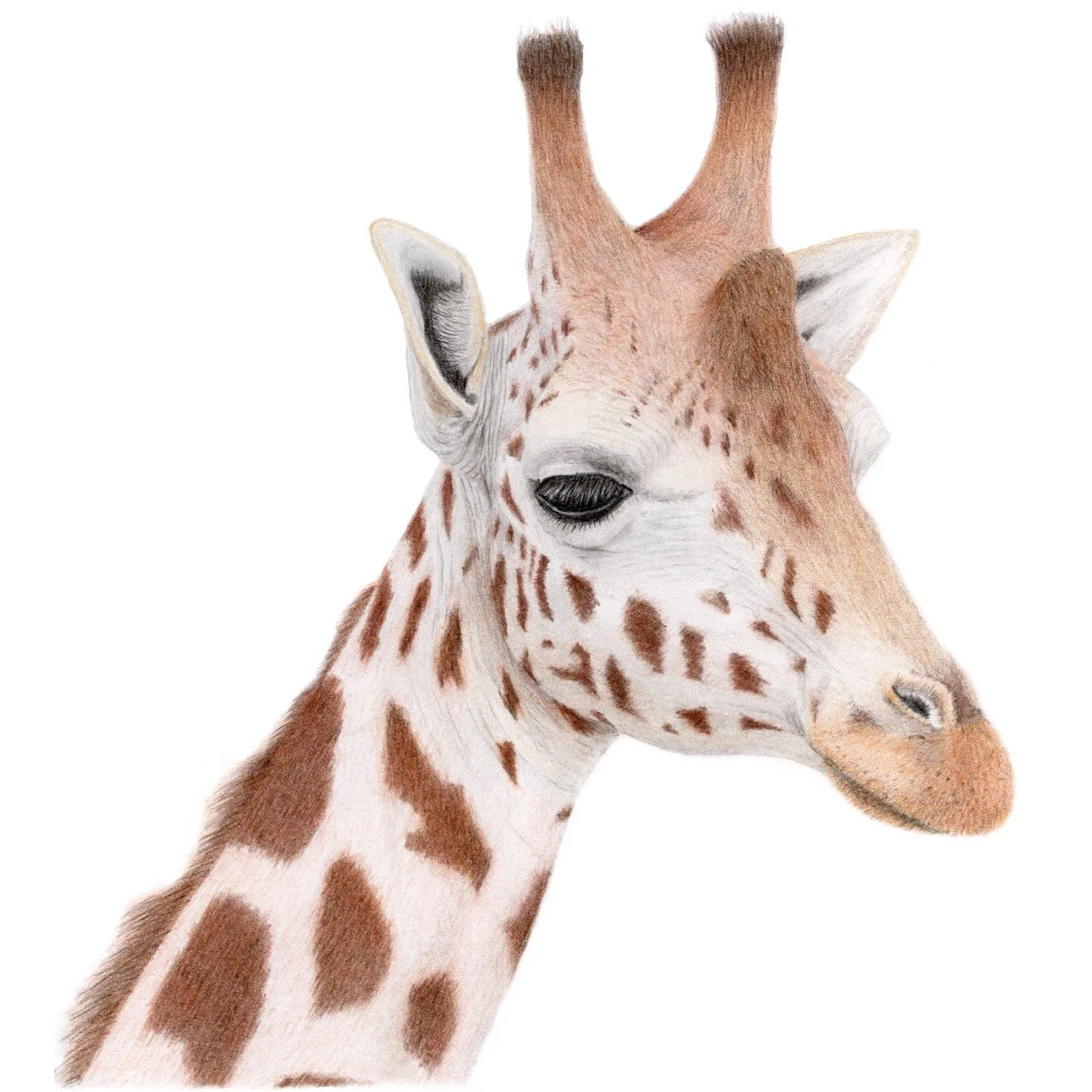 Meet my newest creation: a graceful giraffe.
The elegance of these gentle giants always inspires me, and I&rsquo;m so pleased to share this drawing with you. 

Hope this brings some joy to your day

#GiraffeArt #WildlifeArt #colouredpencils #AnimalIl