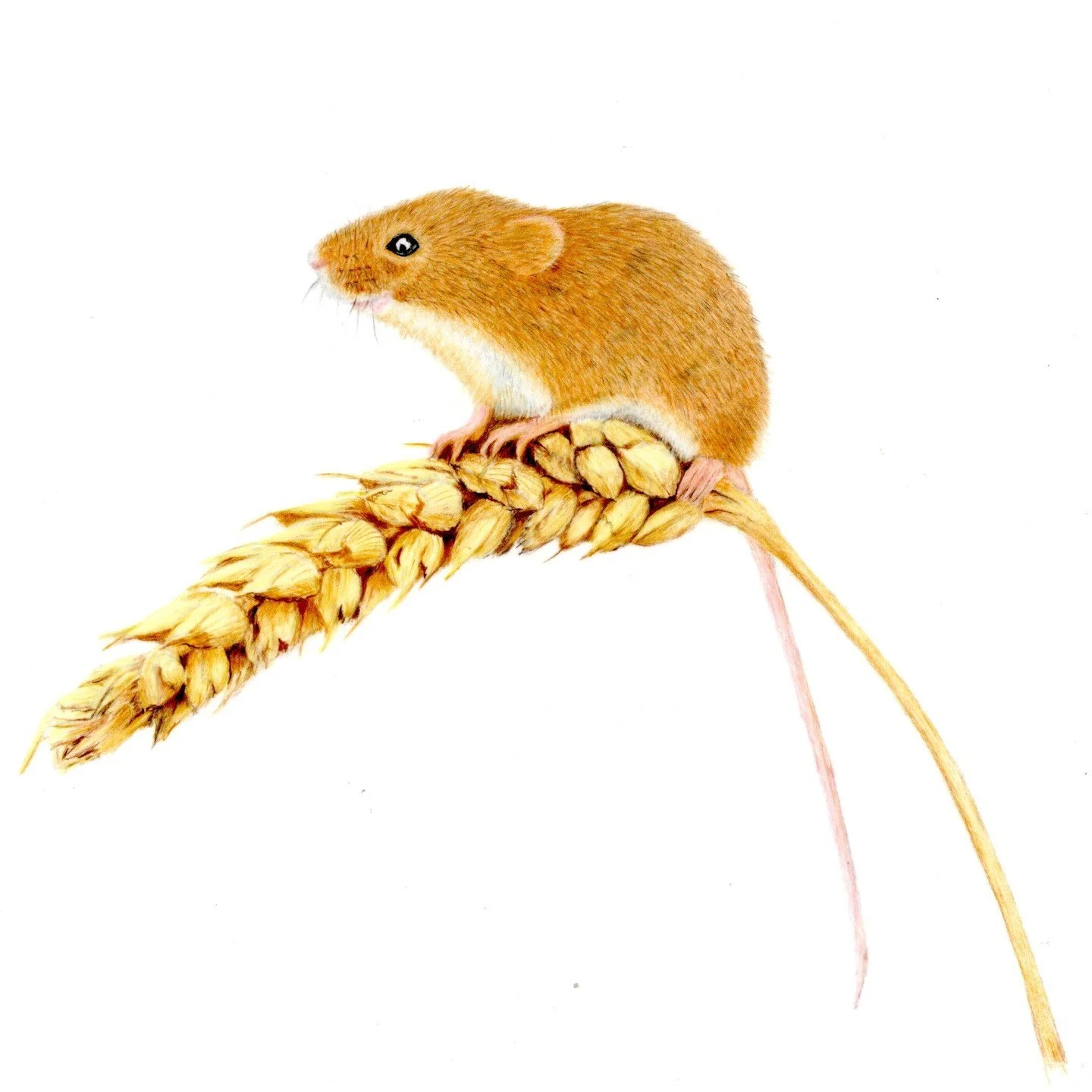 My latest drawing, hope you like it.
No wildlife portfolio is complete without a harvest mouse😁

#harvestmouse #mouseart 
#colouredpencils #coloredpencil 
#wildlifeart #ukcps