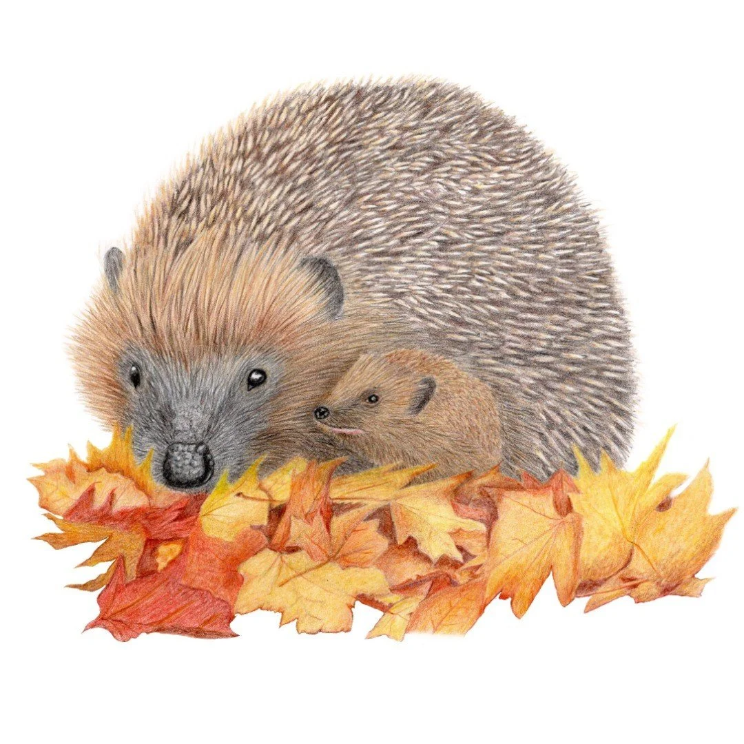 You really get to know an animal when you draw it. I couldn't believe how many spikes a hedgehog has 😁Hope you like it

#hedgehog #animalart #animalcrossing #colouredpencils #colouredpencil #hedgehoglove #ukcps