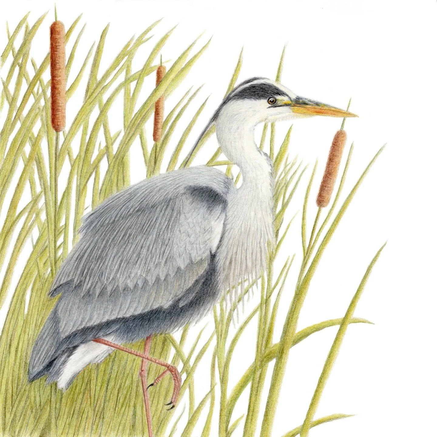 Recent drawing inspired by the grey herons that are nesting by the lake close to my home.
I call it "Got A Leg To Stand On"

#wildlifeart
#birdart
#colouredpencil
#ukcps