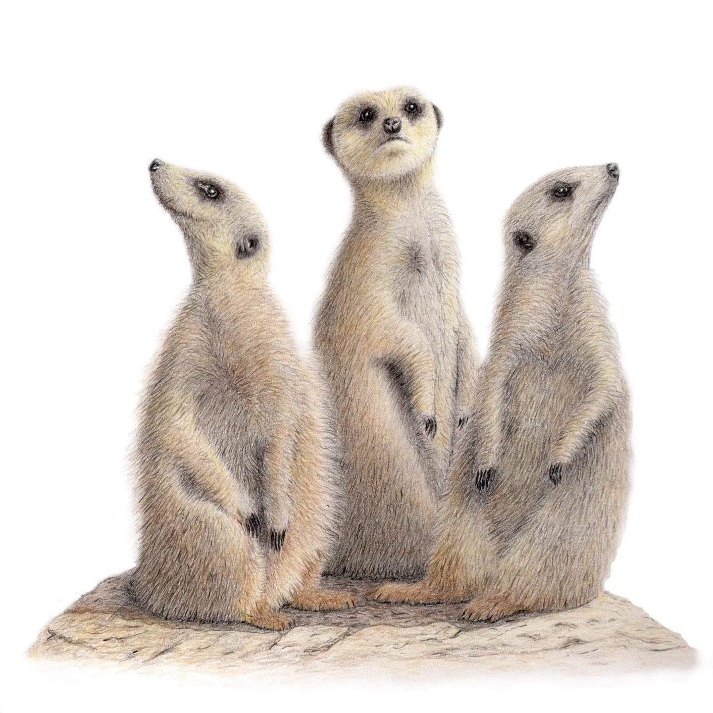Playing catch up as I haven't been able to post for a while.

Here's another drawing I did recently, hope you like it.

Watch this space for more catch ups and events I'll be attending soon.

#meerkat
#meerkatart
#colouredpencilart
#ukcps