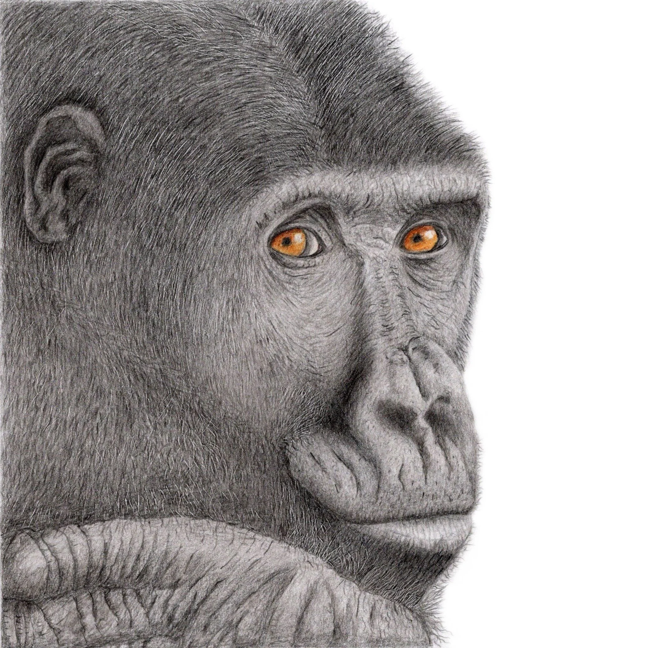 My latest drawing....

"You Thinking What I'm Thinking?"

He'll be on show for the first time this weekend at @artbourne.arttrail 

You can see him on my stall in Ashbourne Town Hall
Sat 30th and Sun 31st March

Hope to see you there

#gori