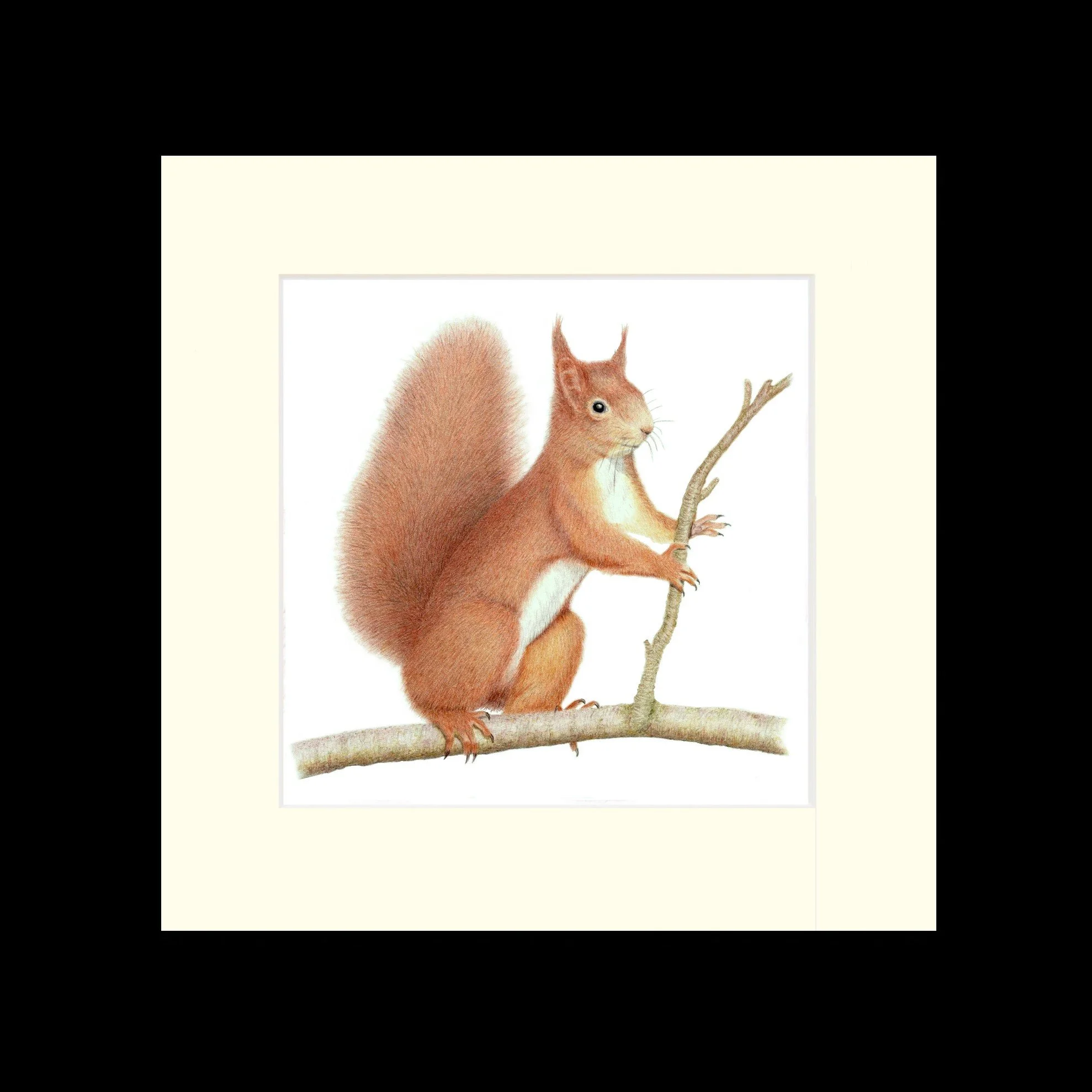 Red Squirrel black frame.jpg
